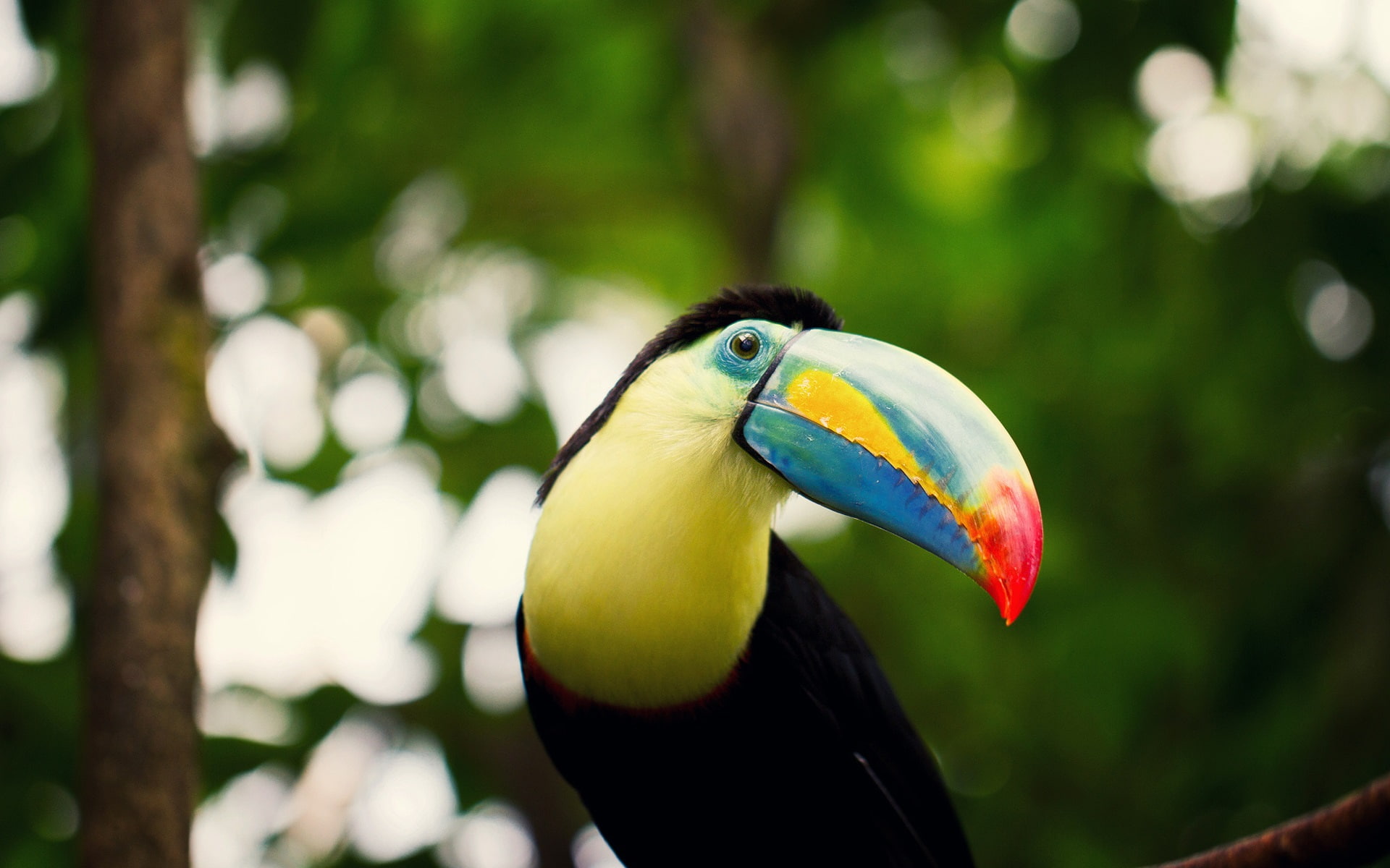 Eyes, Beak, Bokeh, Toucan, 1080P, HD Wallpaper