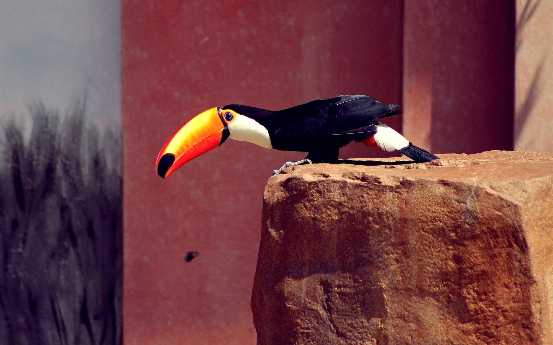 Stones, Beak, Black, Feathers, 1080P, Toucan, Orange, HD Wallpaper