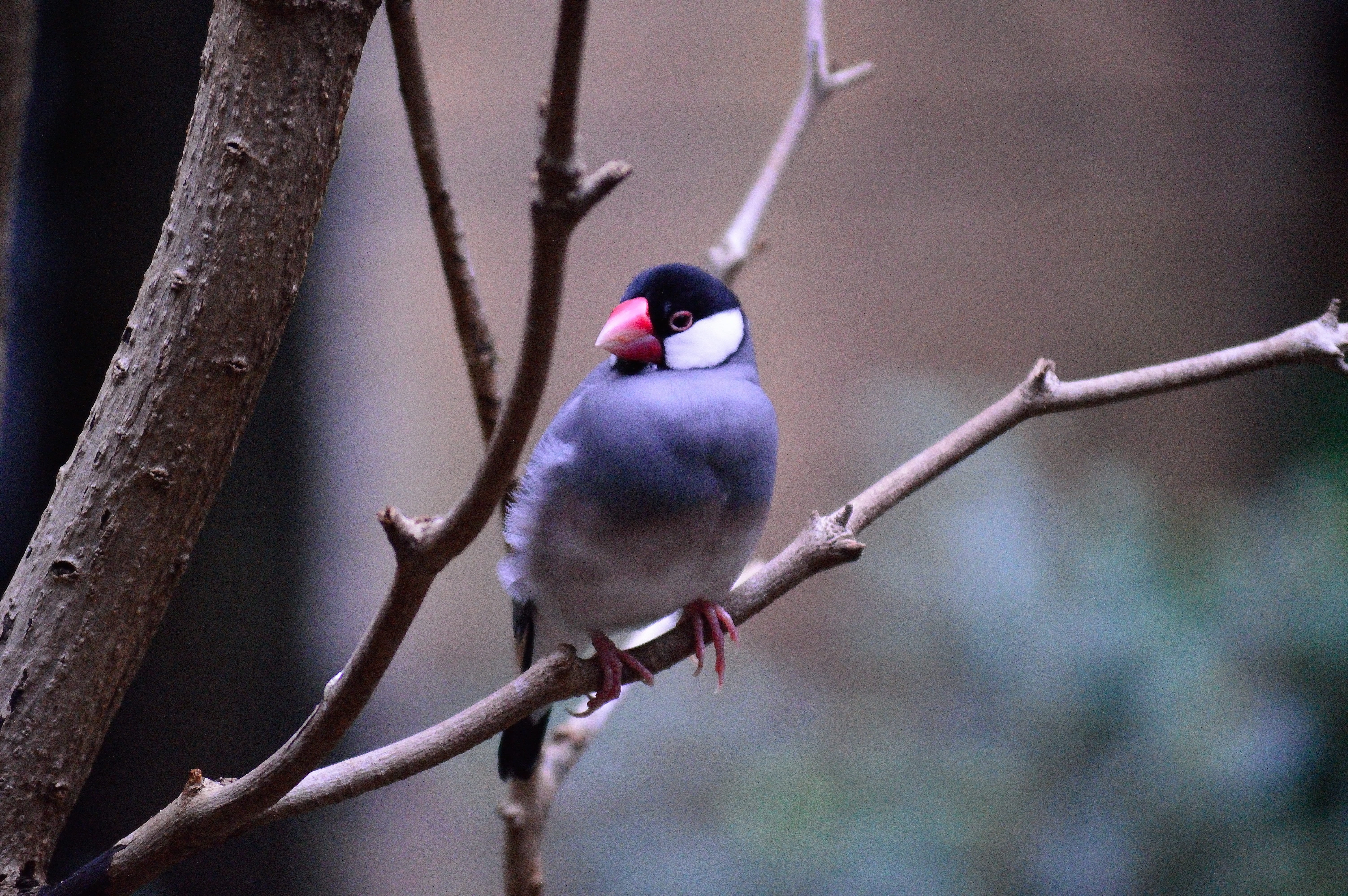 plant, majestic, 5K, Colorful, one animal, feather, avian, creature, nature, Bird, no people, perched, perching, Exotic, animal wildlife, day, Java Sparrow, HD Wallpaper