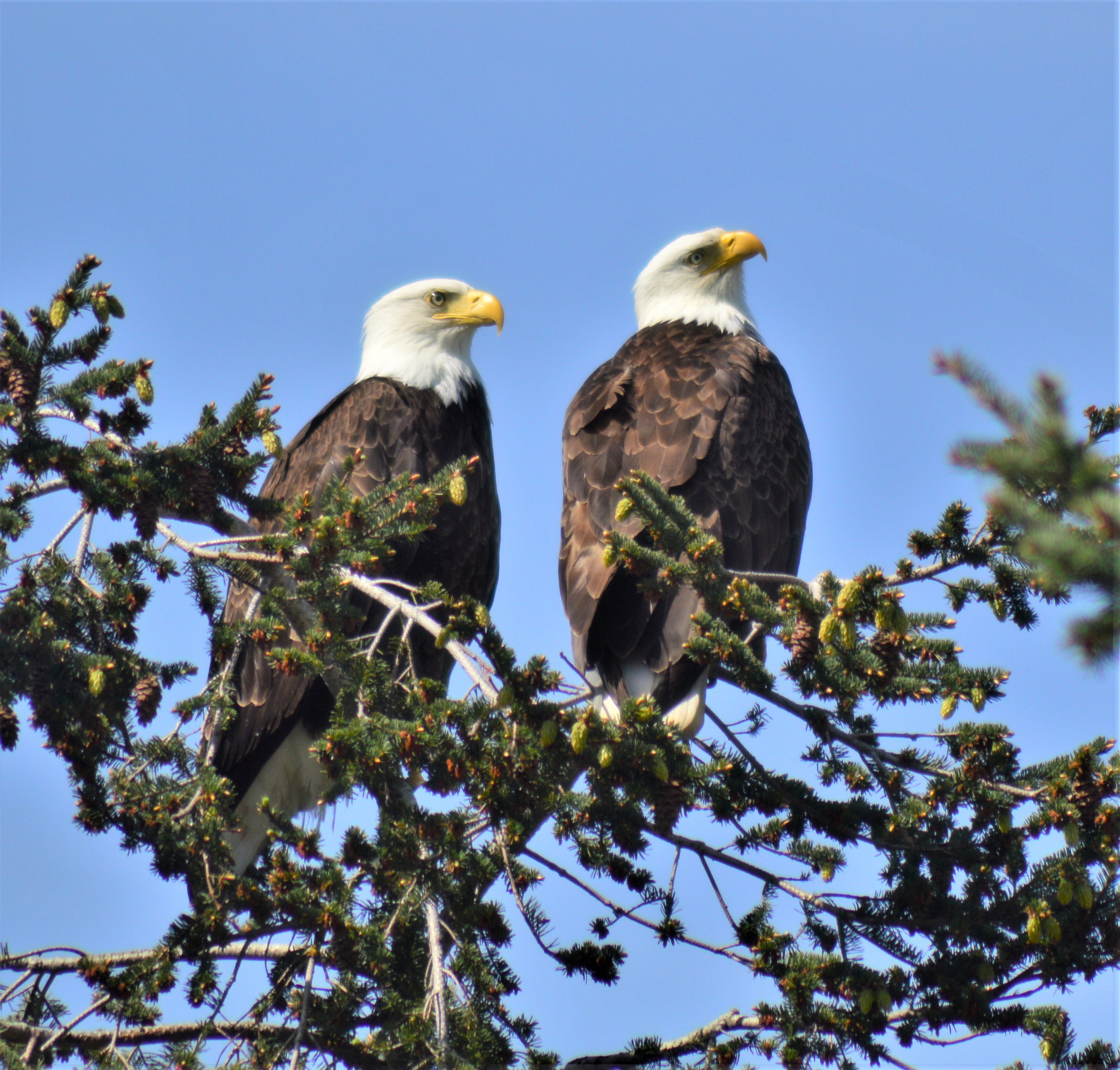 fir, beak, two animals, plant, anacortes, group of animals, agelaius, american bald eagles, flying, animal themes, clear sky, accipiter, kite bird, eagle, HD Wallpaper