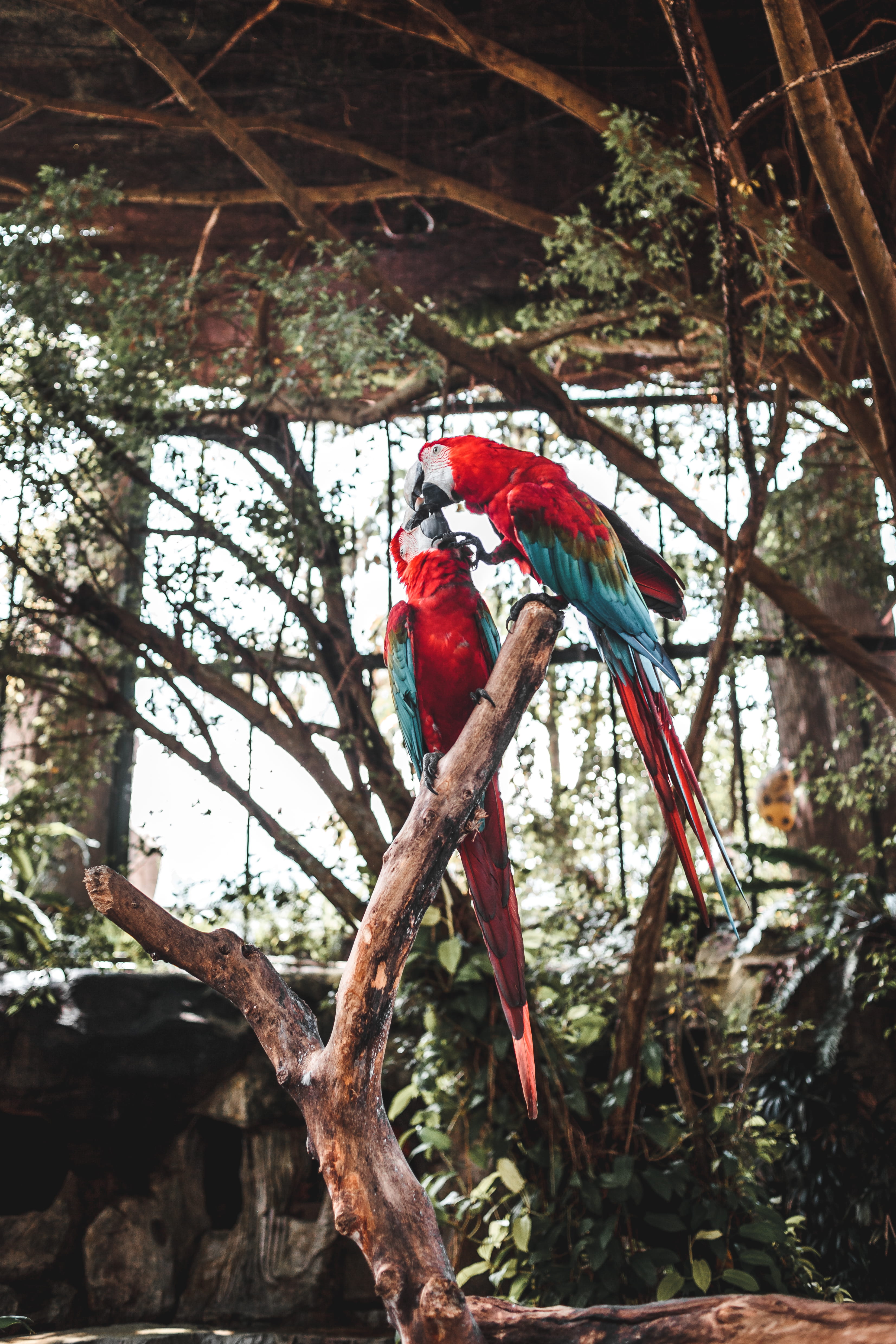 dye, cardinal, animal, no people, perching, wildlife, red, hanging, outdoors, pet, peacock, trunk, mammal, birds, parrot, macaw, parakeet, vertebrate, beak, Phone HD Wallpaper