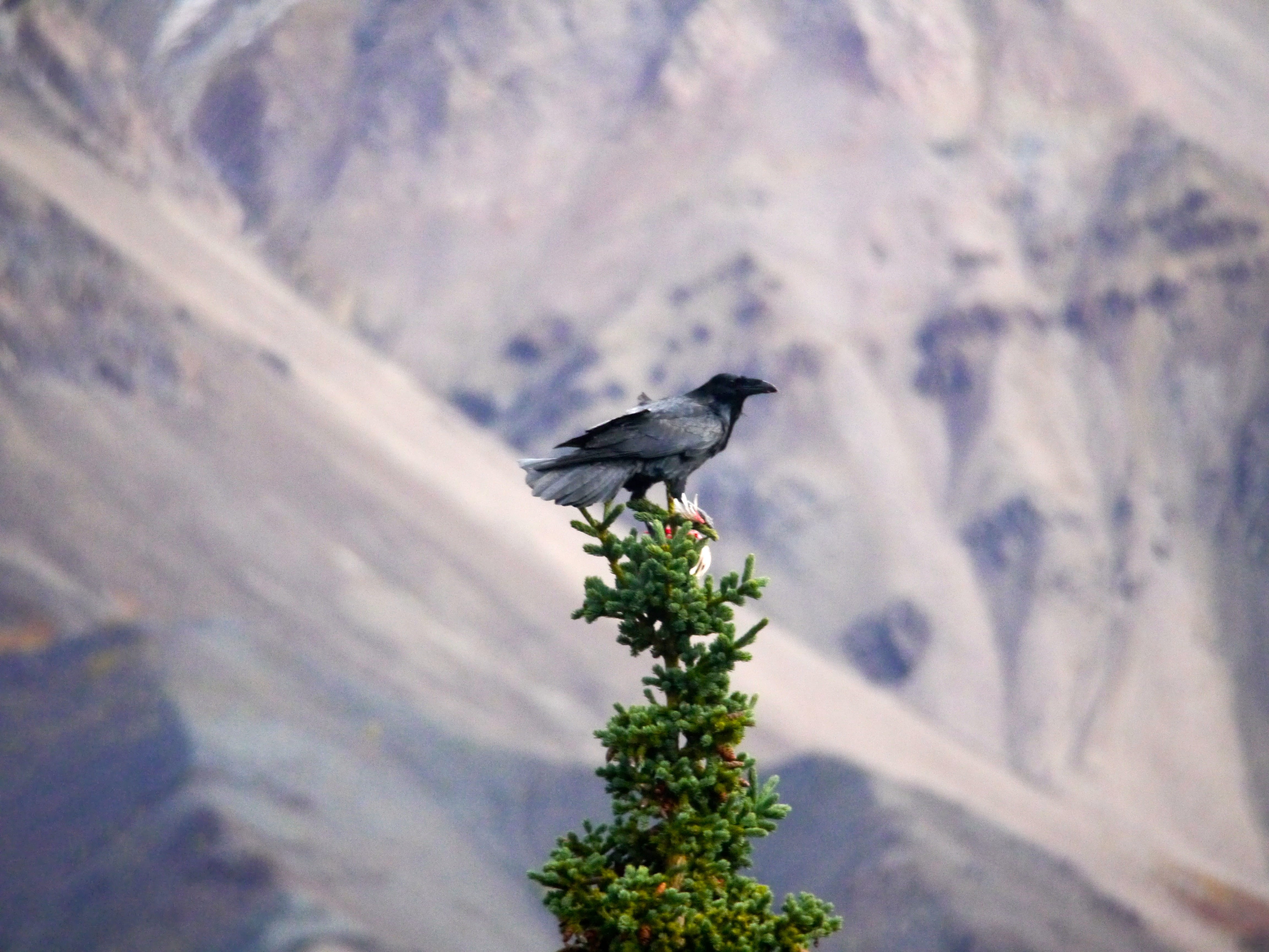 one animal, 4K, raven, beauty in nature, alaska, ornament, plant, selective focus, outdoors, animal wildlife, pollen, silhouette, fir, nature, animal, HD Wallpaper