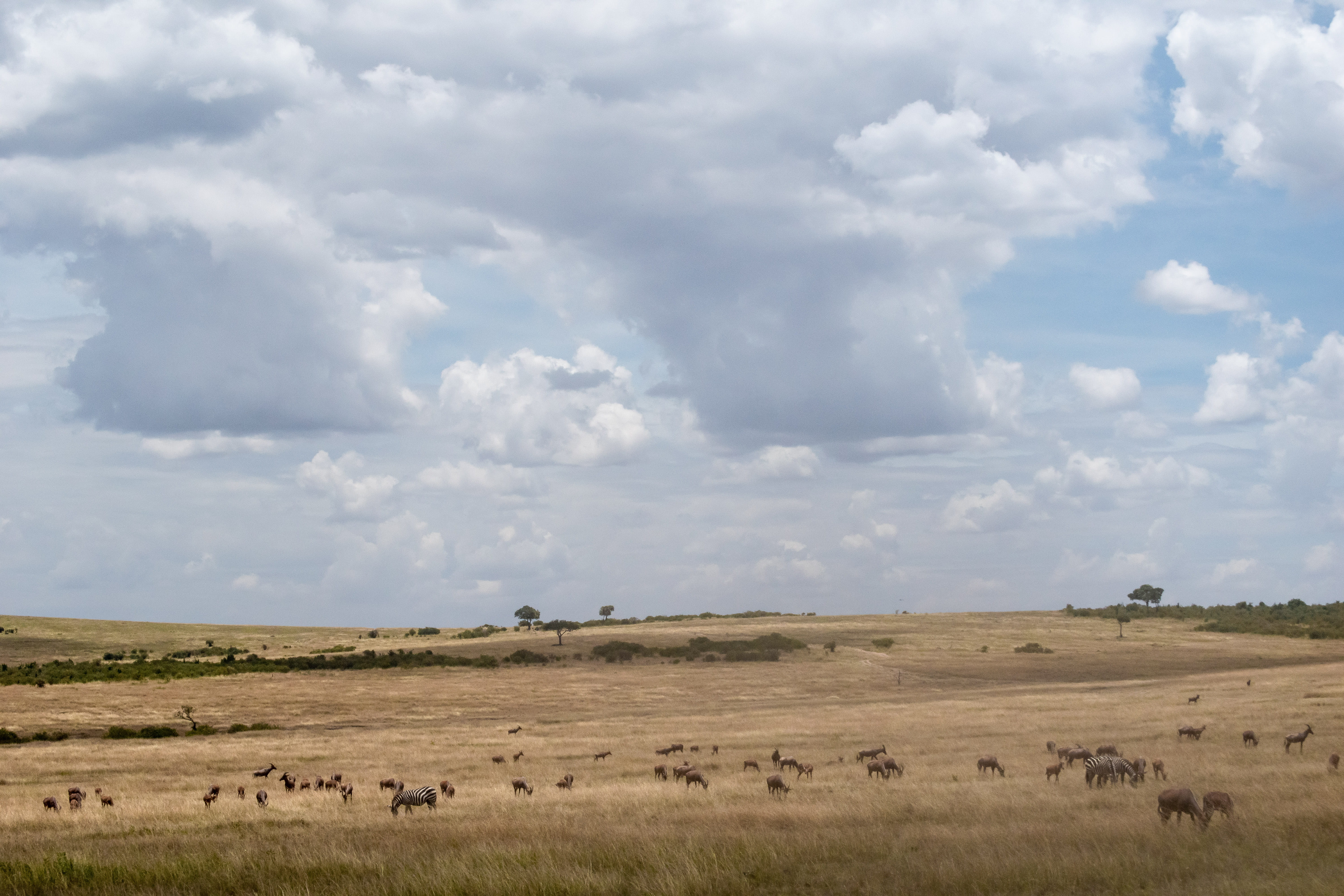 wildlife, landscape, maasai mara national park, maasai mara, no people, kenya, nature, sky, countryside, herbivorous, grass, cumulus, 5K, group of animals, HD Wallpaper