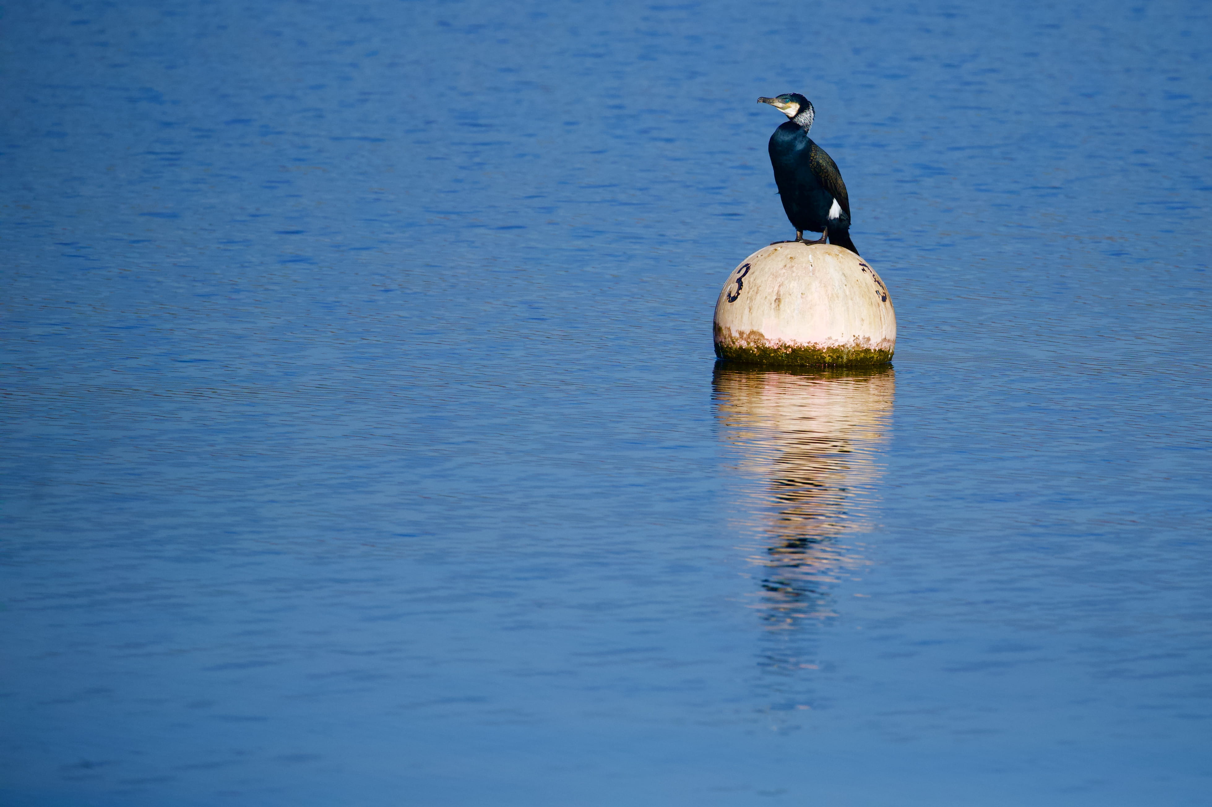 egret, heron, vertebrate, stork, beauty in nature, anseriformes, waterfront, mallard, animal themes, anhinga, duck, day, blackbird, outdoors, beak, perching, HD Wallpaper