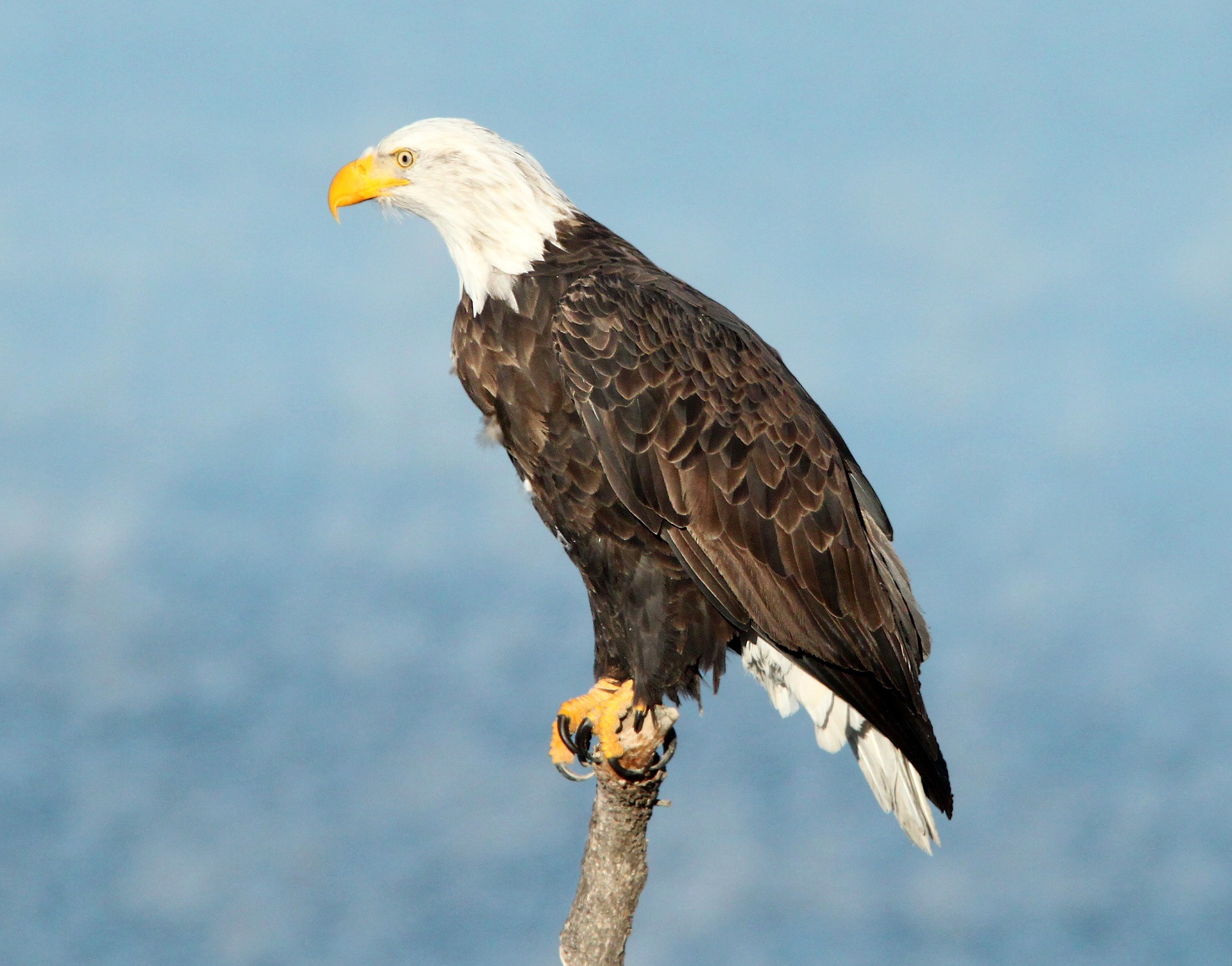 eagle, day, focus on foreground, animal themes, animal wildlife, bald, symbol, outdoors, bald Eagle, beak, majestic, beauty in nature, perched, tree, wildlife, HD Wallpaper