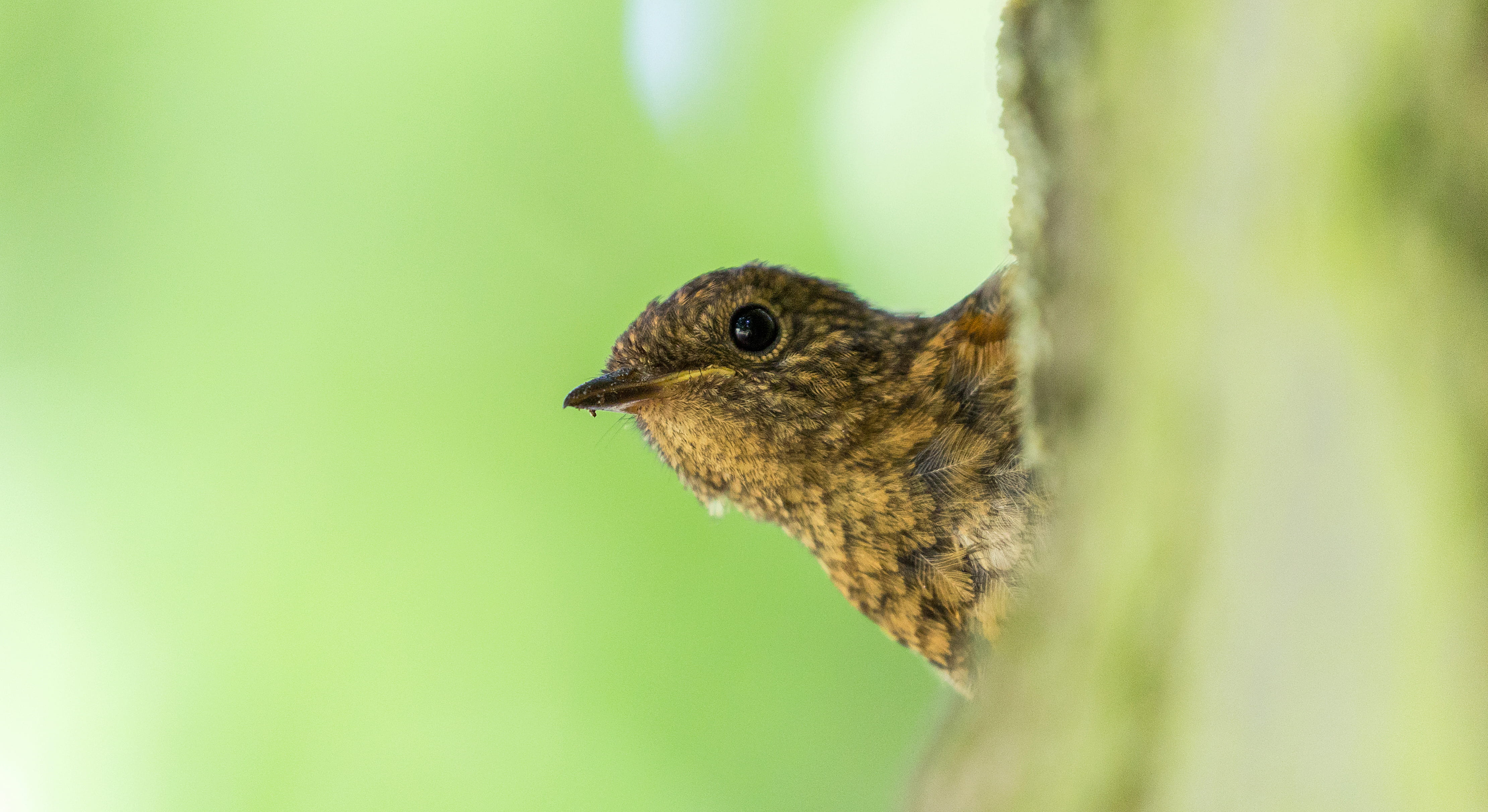 child, shot, flora, bird, baby, blackbird, side view, agelaius, animals in the wild, chipmunk, close-up, feather, 4K, united kingdom, rodent, wildlife, HD Wallpaper