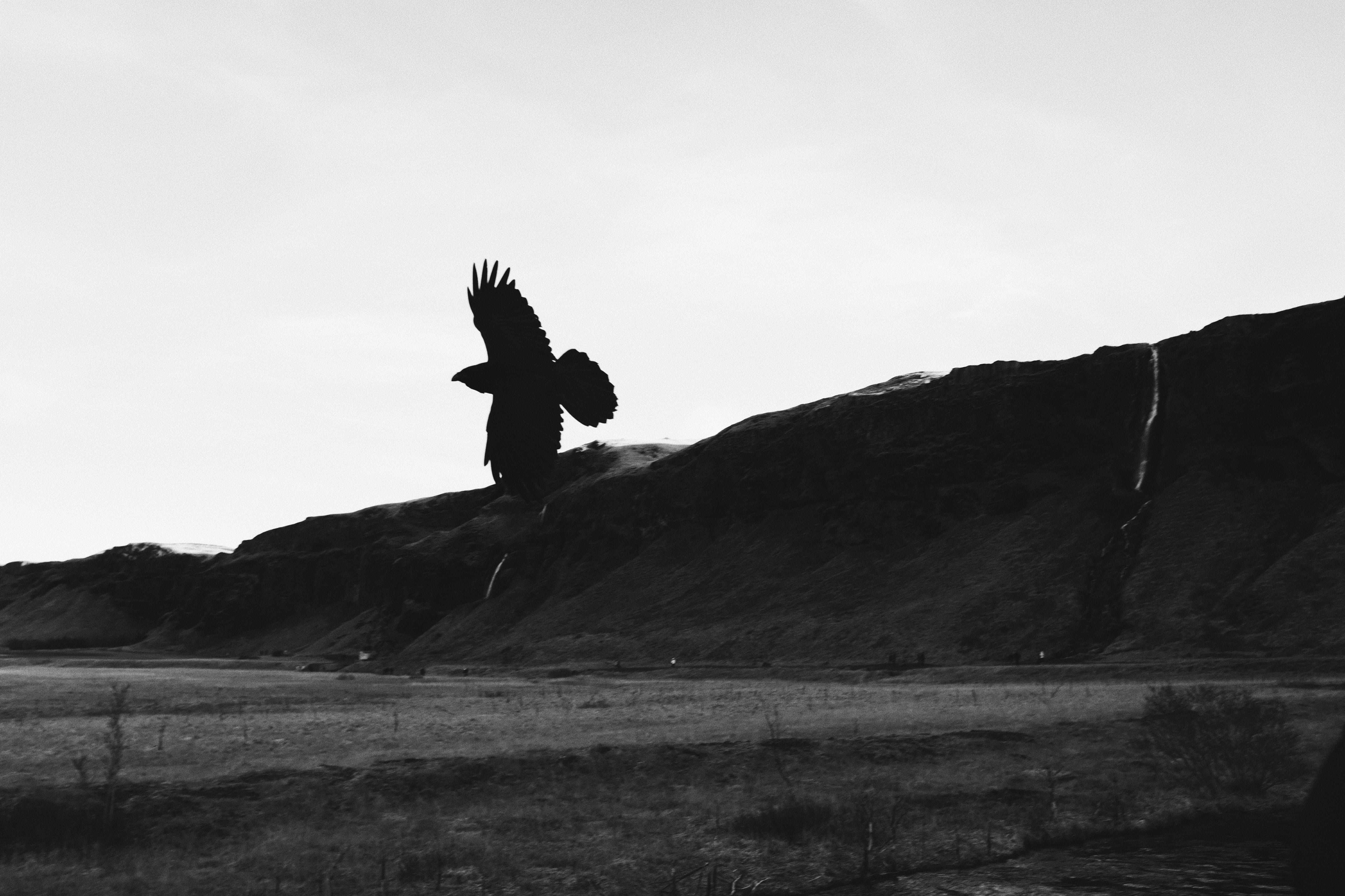 beauty in nature, condor, outdoors, excitement, blackbird, agelaius, quail, scenics - nature, one person, jumping, sky, vulture, day, crowl, water, ground, HD Wallpaper