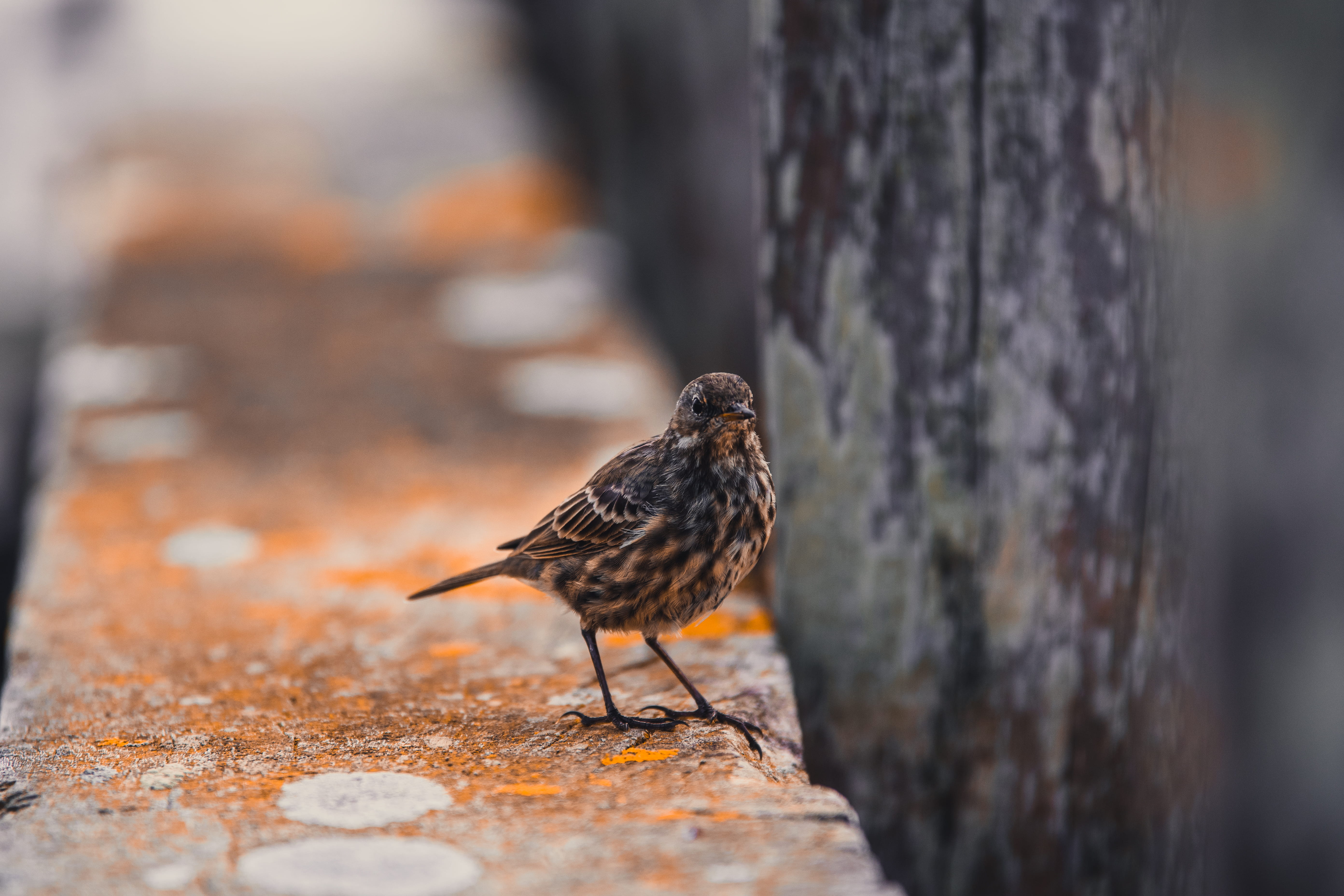 beak, one animal, small, wildlife, wild, animal wildlife, focus on foreground, 5K, finch, wood, animals in the wild, gray, selective focus, vertebrate, HD Wallpaper