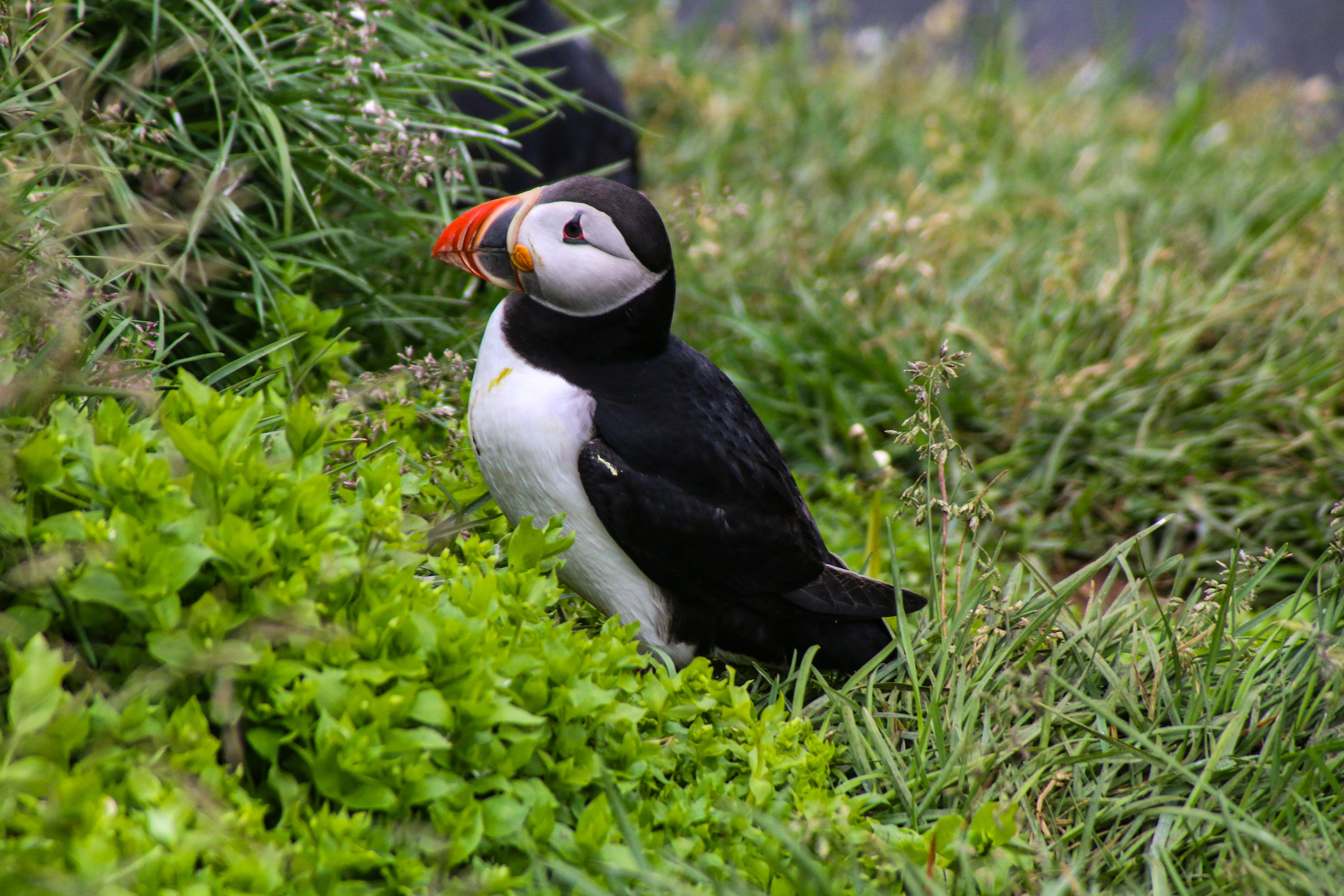 bird, bush, white, moss, vase, nature, puffin, growth, tree, outdoors, grass, jar, green, black color, animal, partridge, animals in the wild, green color, HD Wallpaper