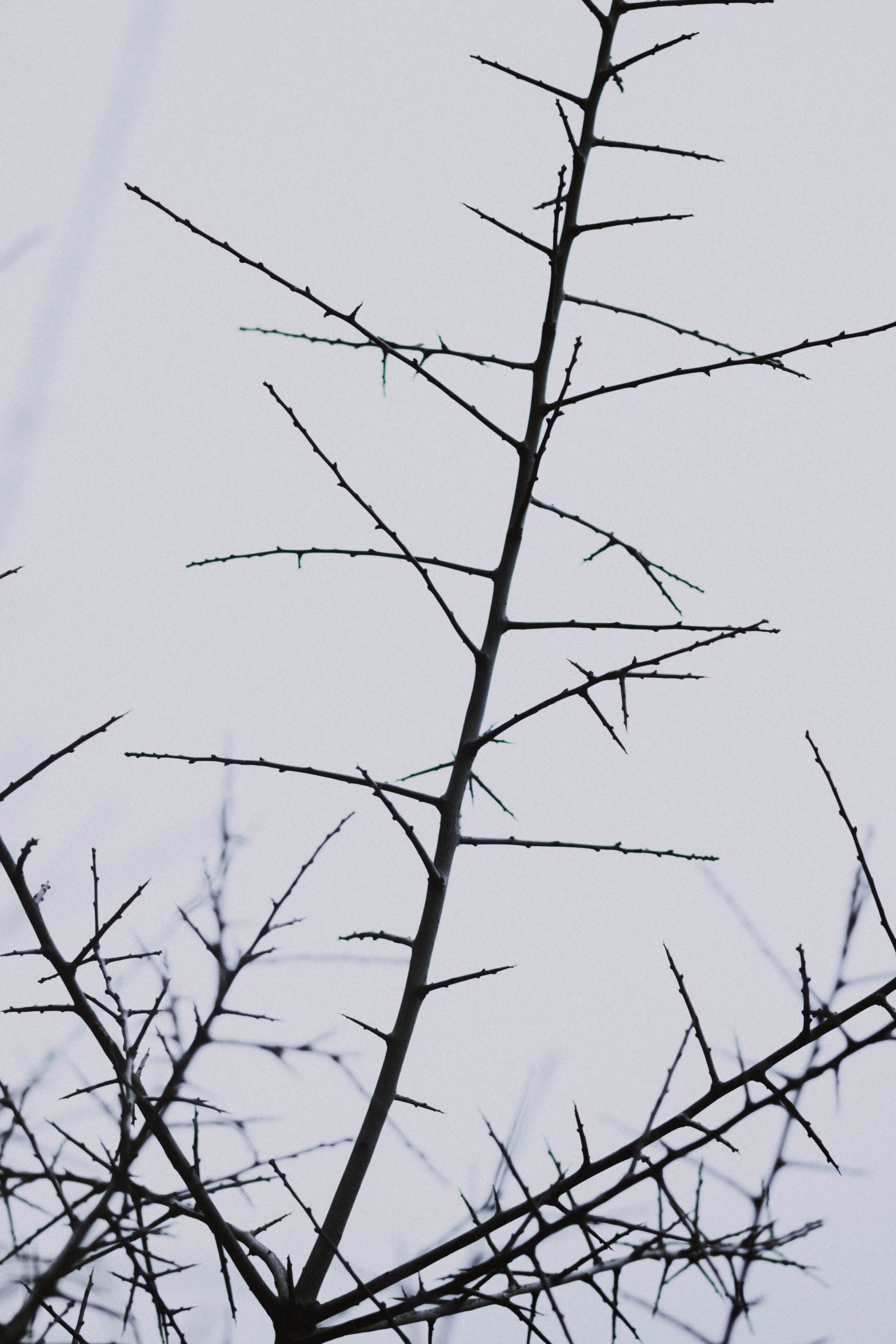 outdoors, nature, tree, landscape, low angle view, bee eater, animal, anthus, growth, blackbird, clear sky, animal themes, bird, agelaius, tranquility, Phone HD Wallpaper