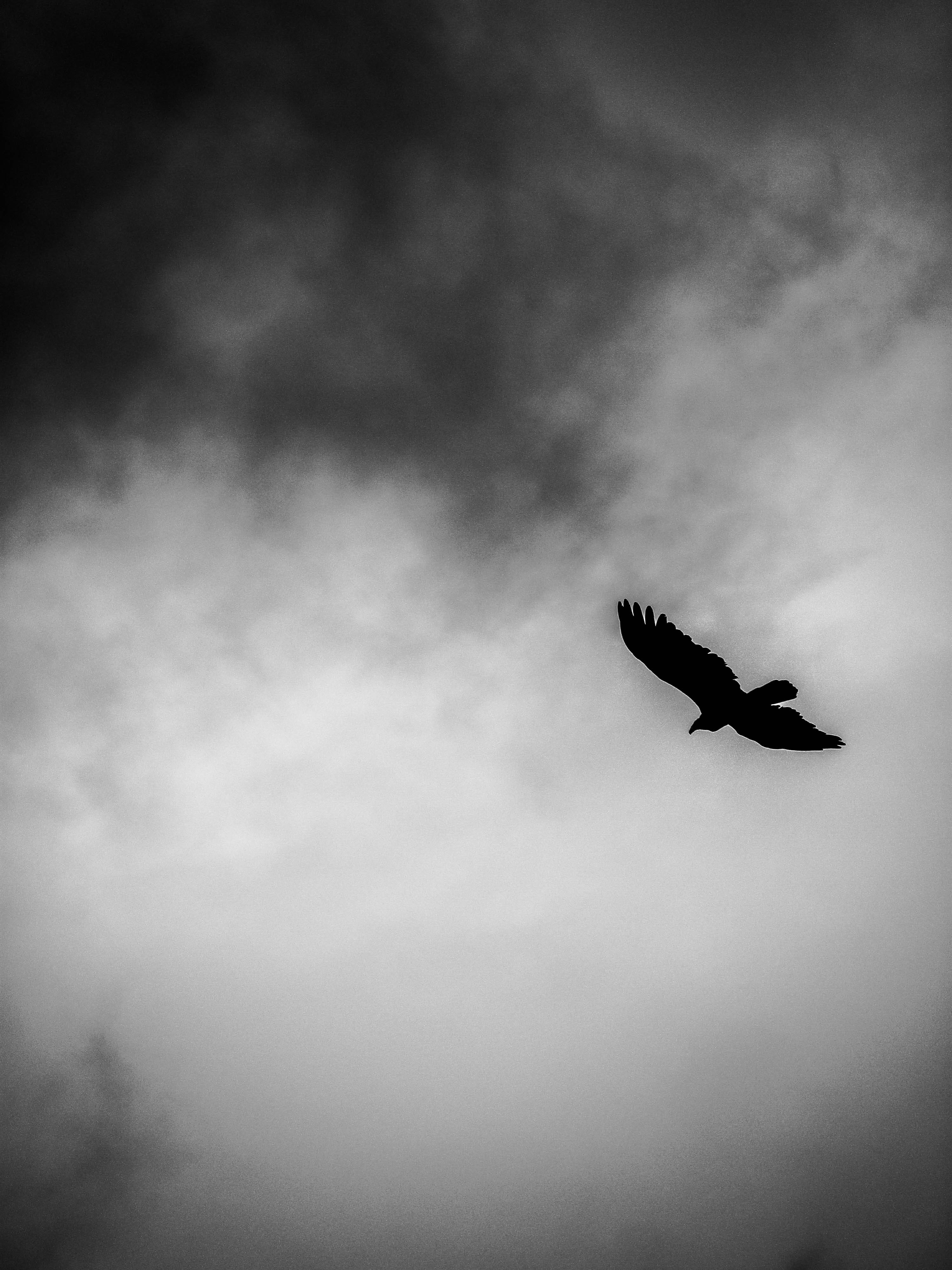 crow, animals in the wild, mid-air, bird, animal themes, vehicle, aircraft, weather, 4K, silhouette, cloud - sky, anhinga, eagle, fog, spread wings, outdoors, Phone HD Wallpaper