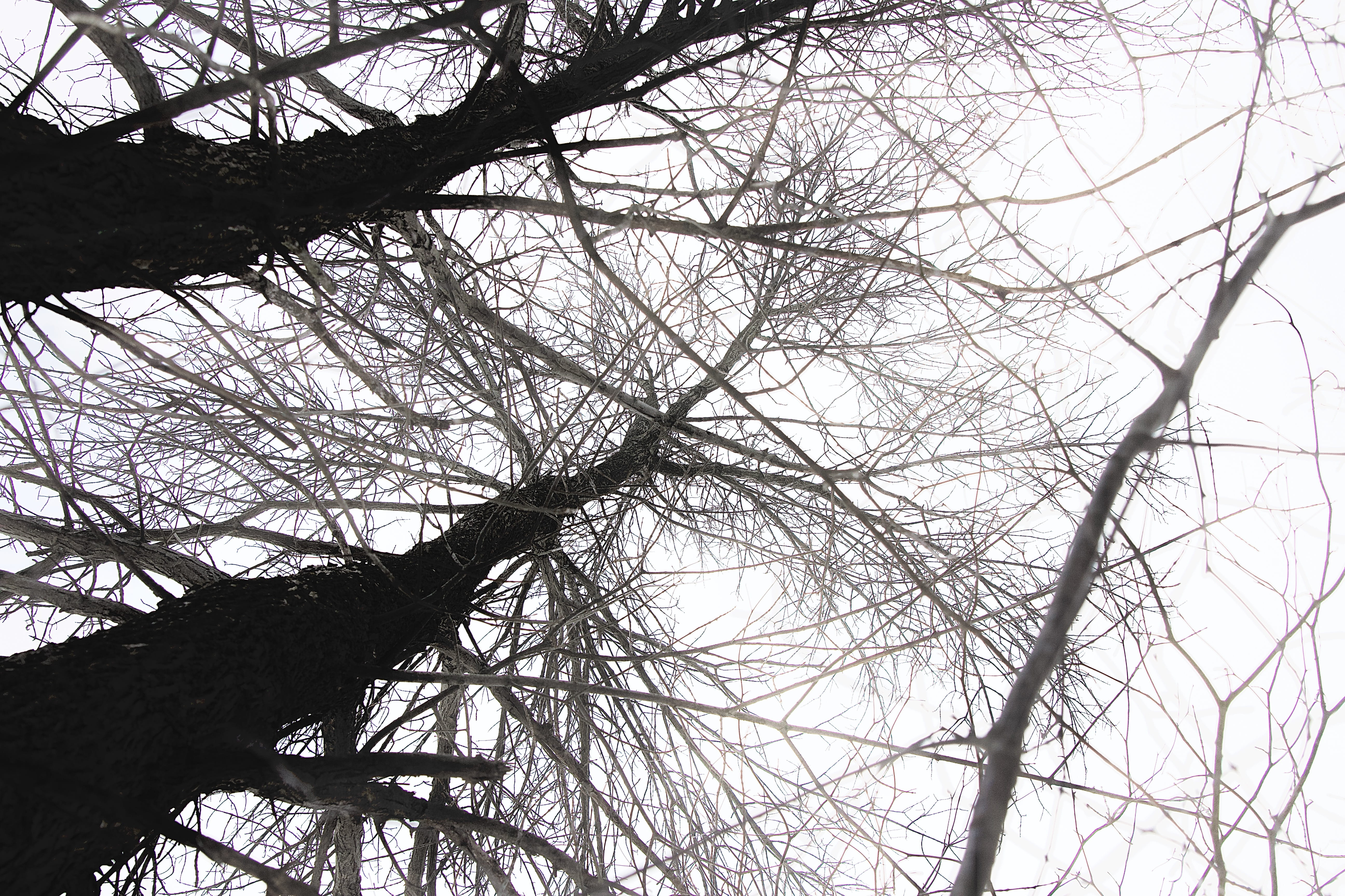 blue jay, growth, backgrounds, bird nest, blackbird, plant, crow, low angle view, bare tree, animal, tree trunk, tranquility, tree canopy, magpie, branch, HD Wallpaper