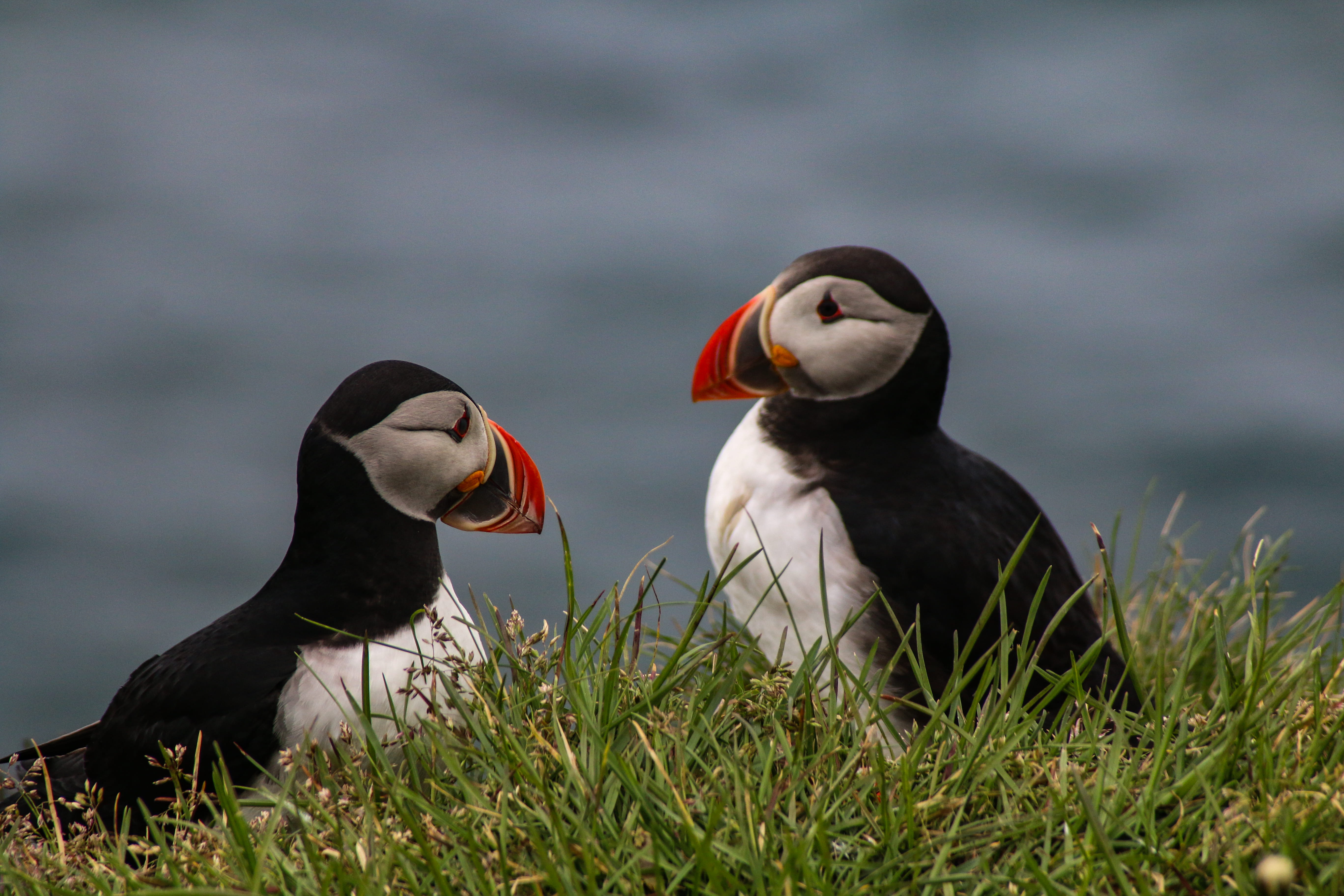spring, finch, no people, partridge, two, close-up, plant, day, agelaius, bird, group of animals, goose, puffin, togetherness, nature, animal, lake, seagull, HD Wallpaper