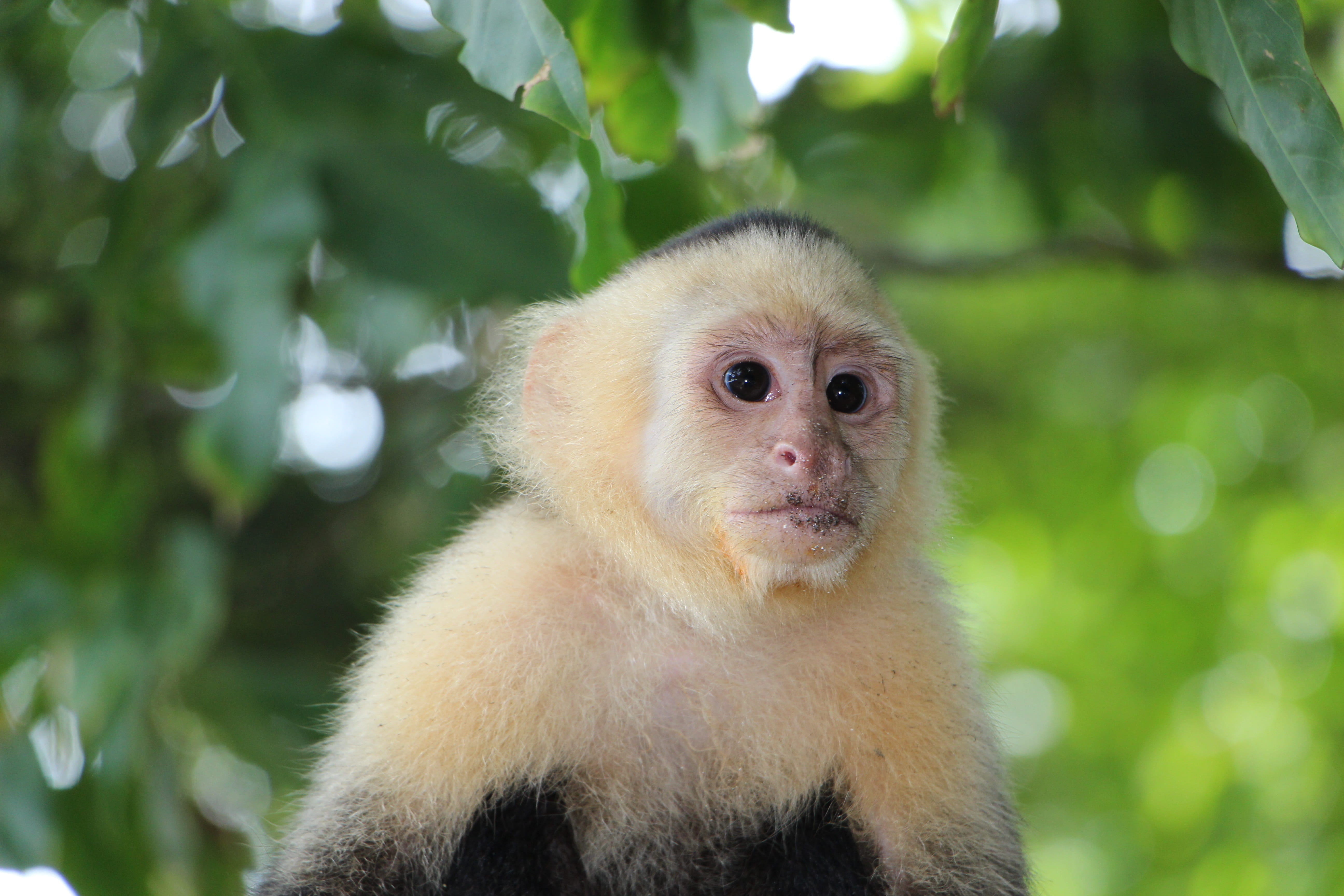 costa rica, no people, close-up, äffchen, one animal, 5K, mammal, animal wildlife, mr nilsson, looking at camera, portrait, animal, vertebrate, green, HD Wallpaper