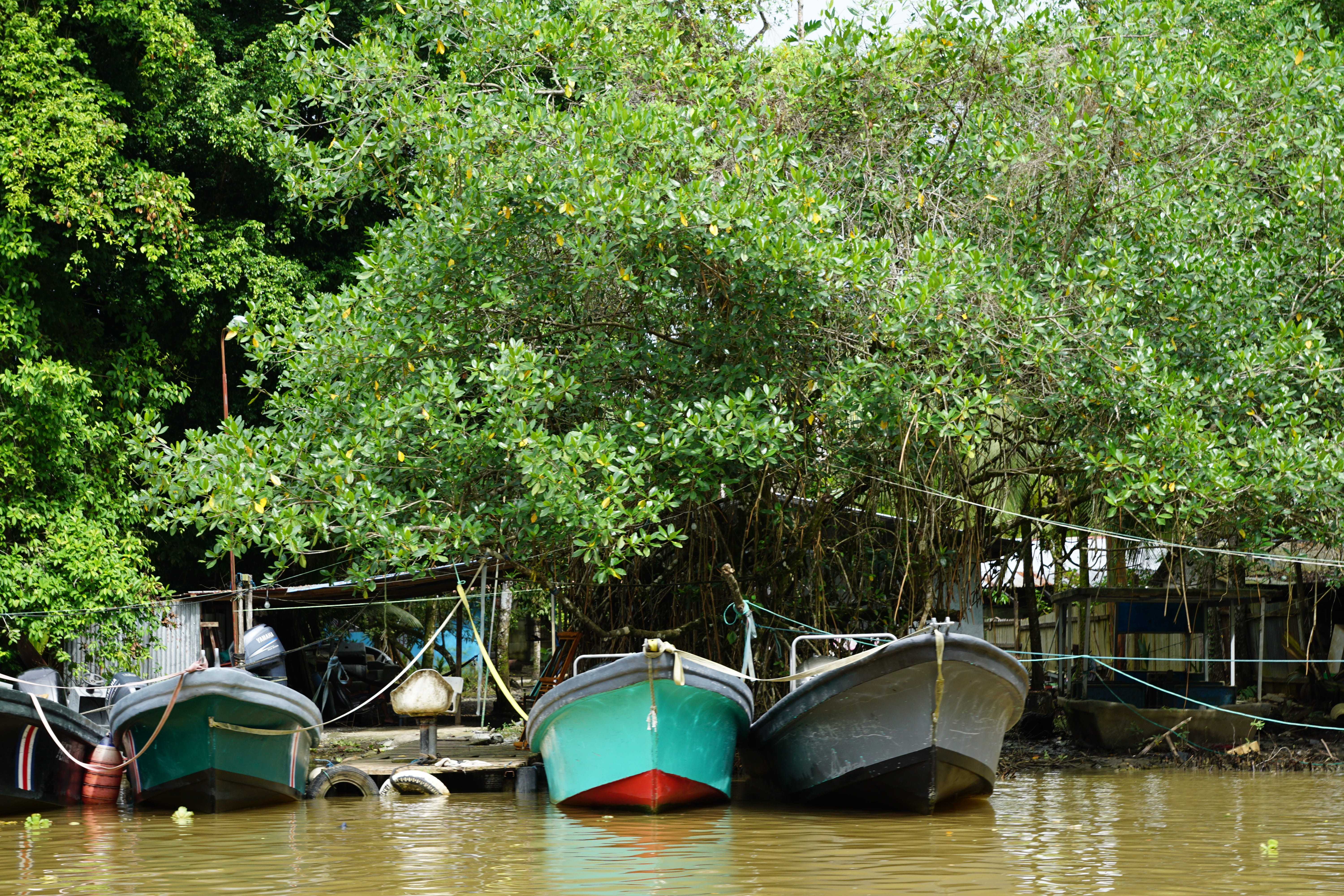 green color, tree, nature, anchored, 5K, reflection, lake, jungle, moored, River, tropical, rowboat, nautical vessel, tranquility, Rainforest, plant, Forest, HD Wallpaper
