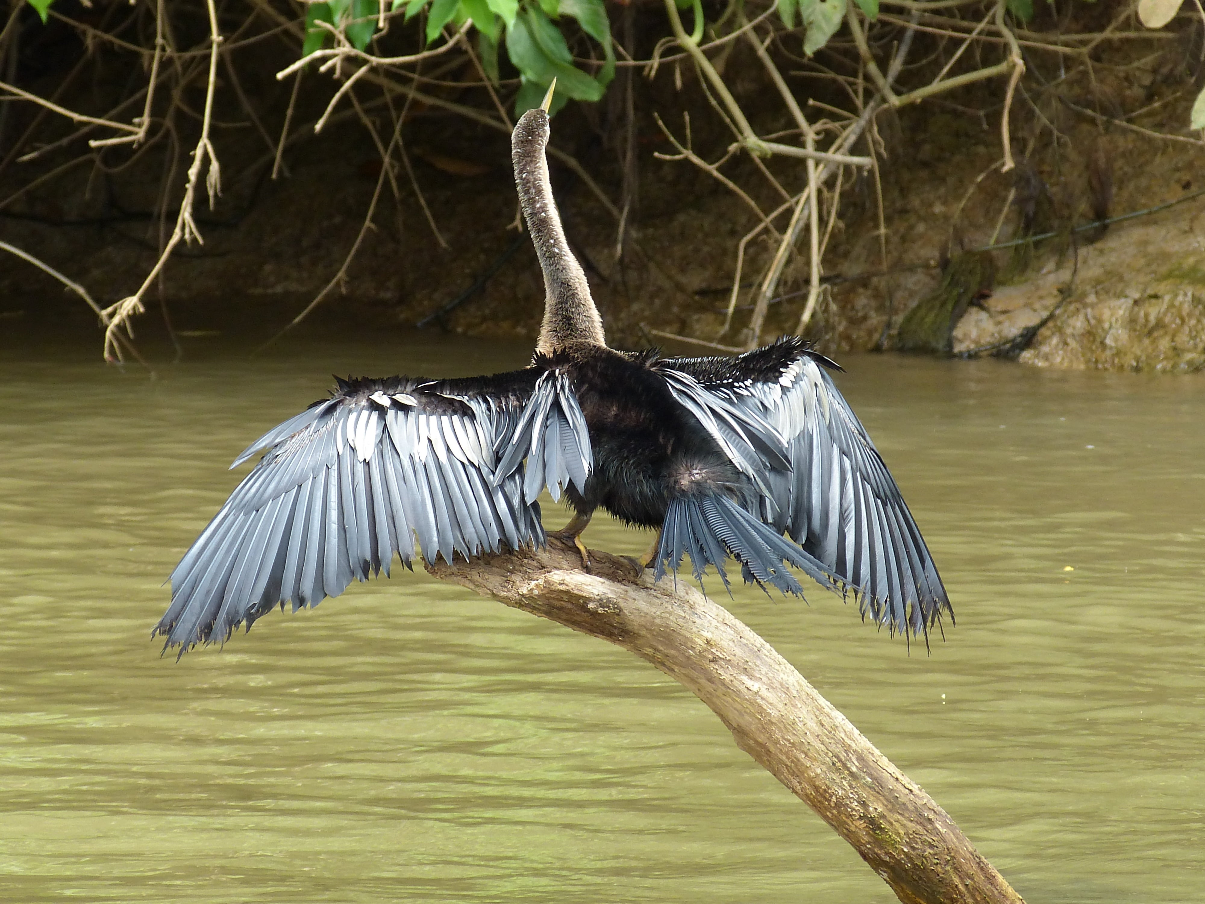 vertebrate, rainforest, focus on foreground, lake, animal, animal wildlife, animal themes, animals in the wild, nature, river, costa rica, tree, jungle, HD Wallpaper
