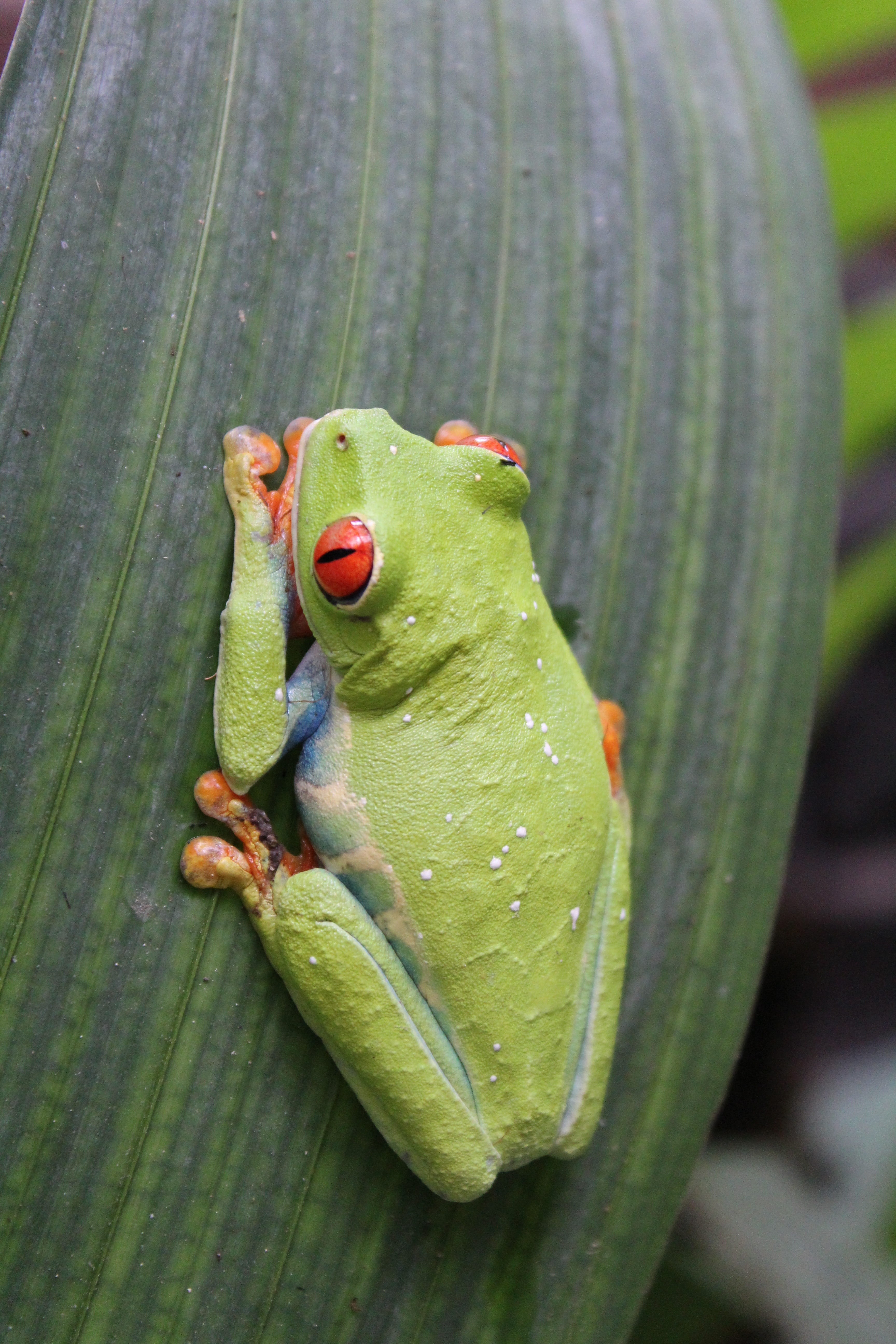 focus on foreground, close-up, animals in the wild, animal, frog, one animal, tropical, invertebrate, outdoors, no people, leaf, high angle view, costa rica, Phone HD Wallpaper