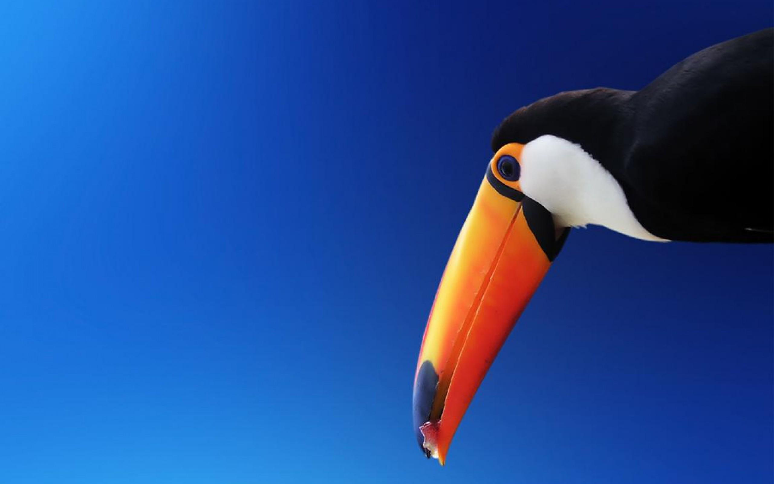 toucan, beak, bird, tucan, animals, black, 2K, bill, white, HD Wallpaper