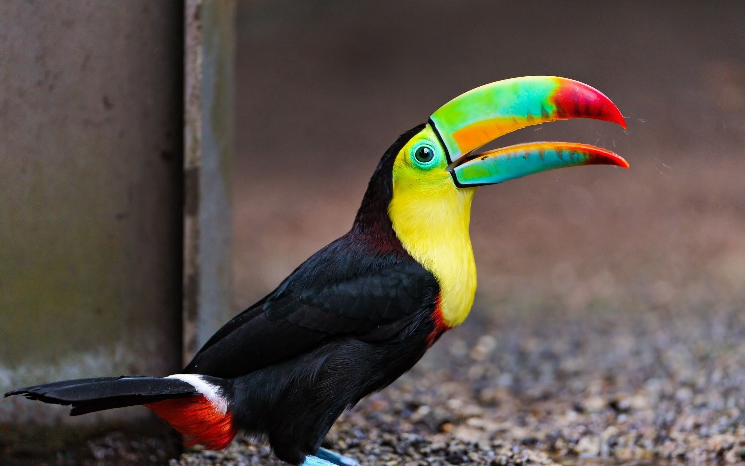 cute, red, colors, no people, profile view, black Color, bird, animal head, multi Colored, animal body part, land, close-up, side view, rainforest, day, HD Wallpaper