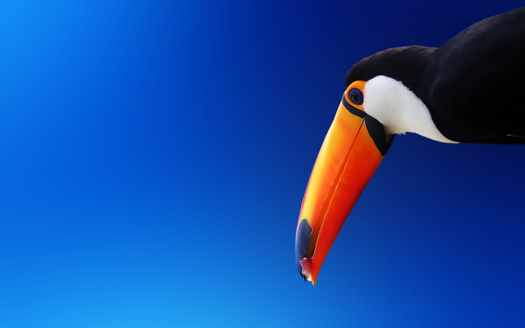 toucan, x, art, BIRDS, hd, animals, 720P, HD Wallpaper