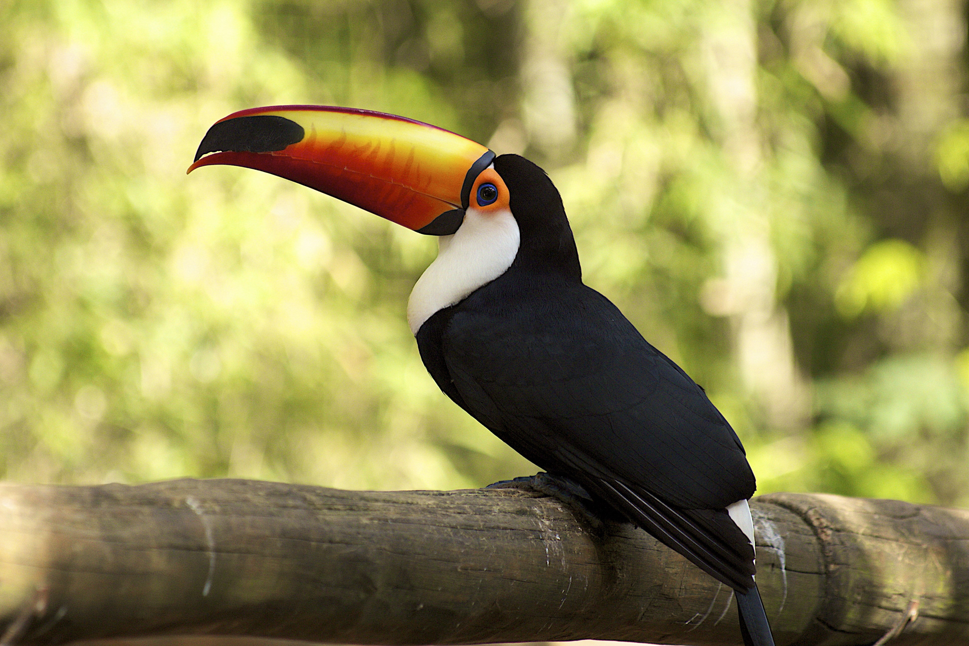 toucan, 4K, HD Wallpaper