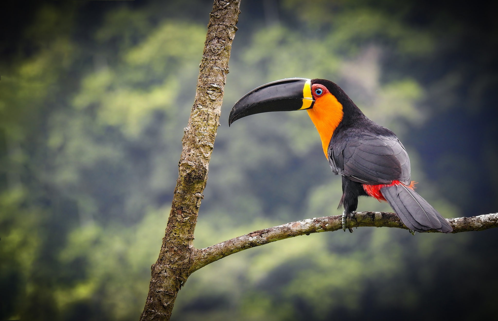 1080P, Toucan, background, Tukan-Ariel, bird, branch, HD Wallpaper