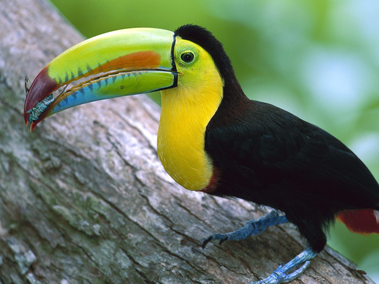 Billed, Panama, Toucan, 720P, Kell, HD Wallpaper