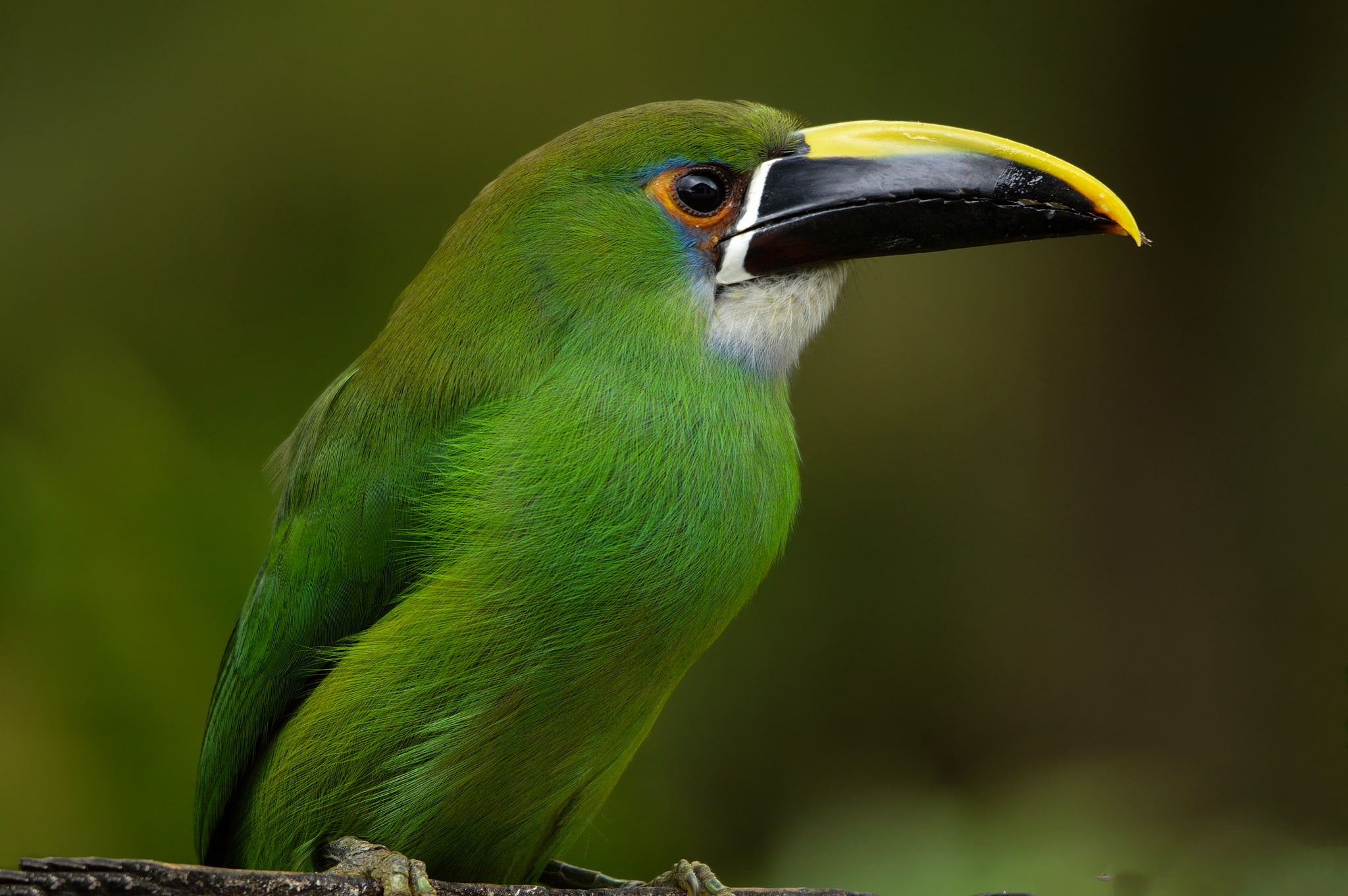 Emerald will toucanet, Toucan, bird, Colombia, 1080P, HD Wallpaper