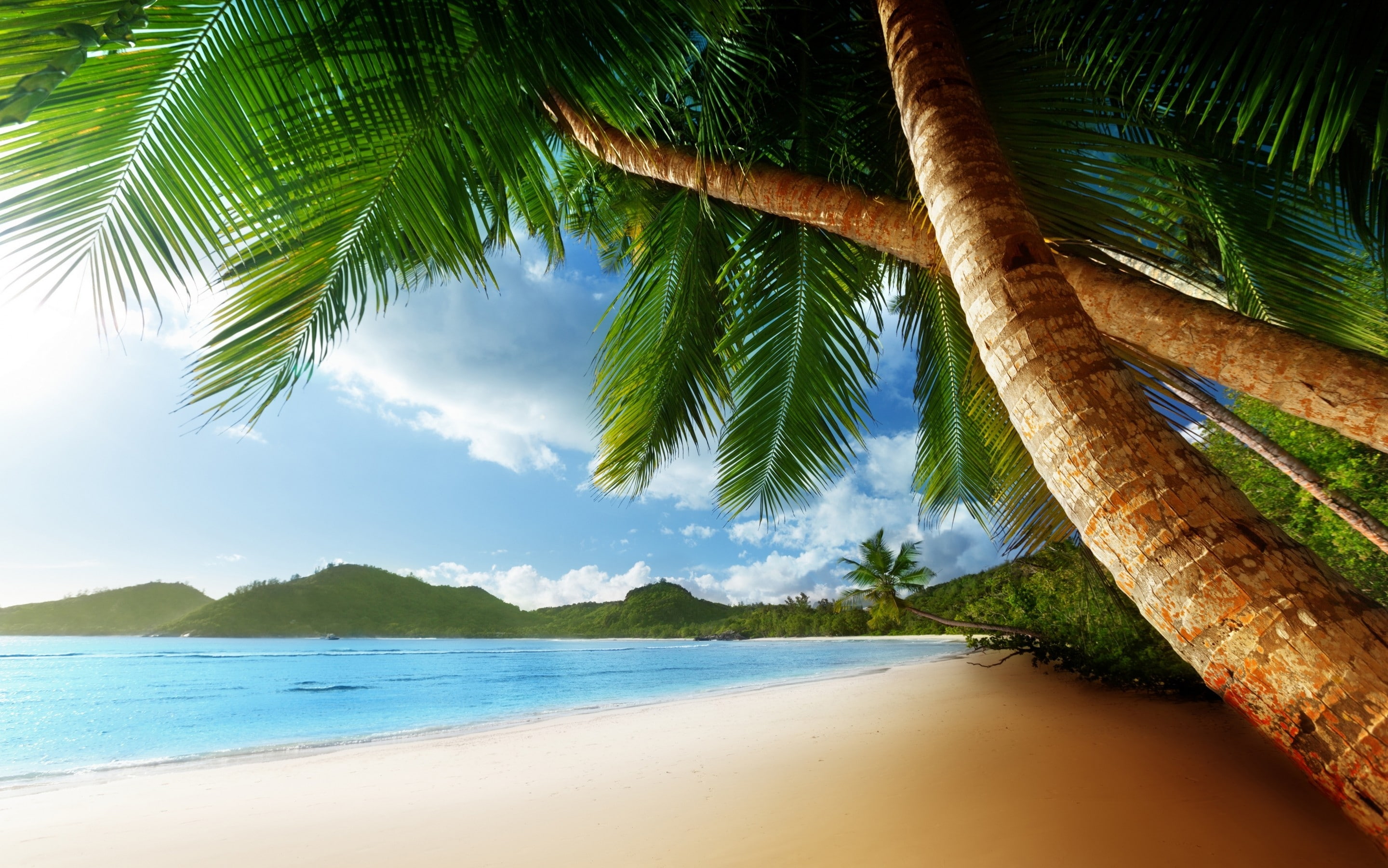 blue sea, summer landscape, beach, 2K, palm, exotic, island, HD Wallpaper