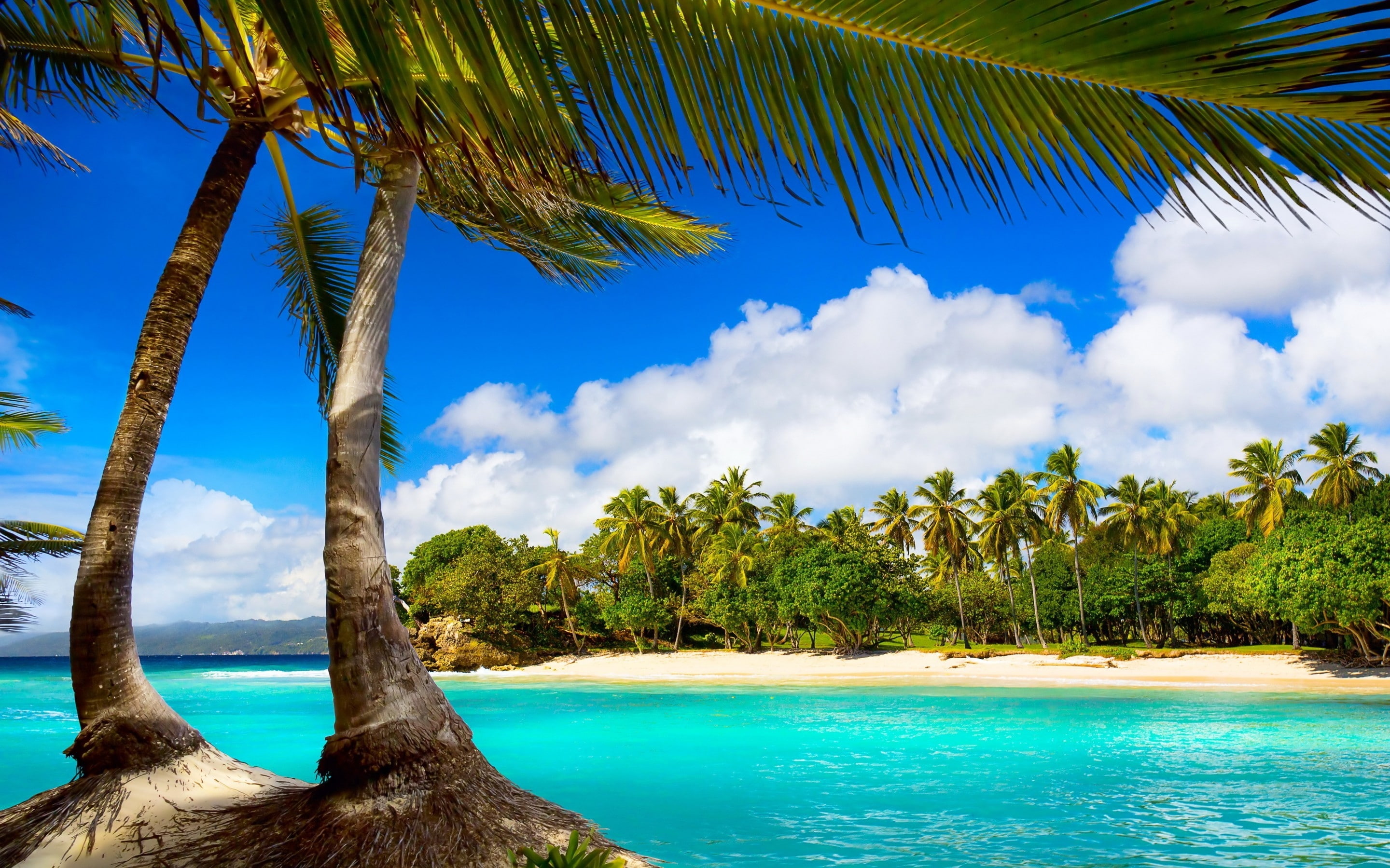 2K, exotic, view, landscape, sea, palm, beach, HD Wallpaper