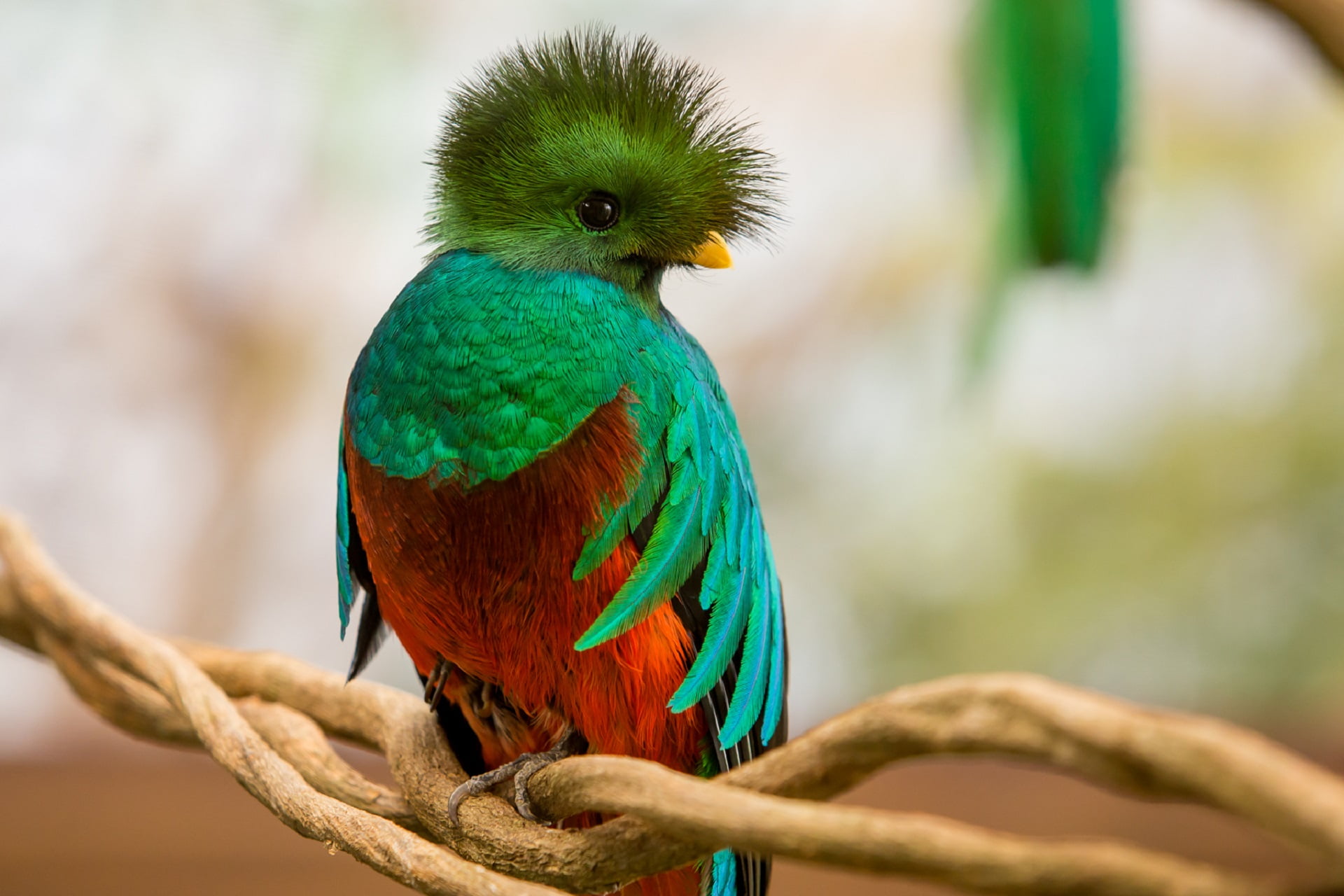 Wildlife, Quetzal, 1080P, Birds, Bird, HD Wallpaper