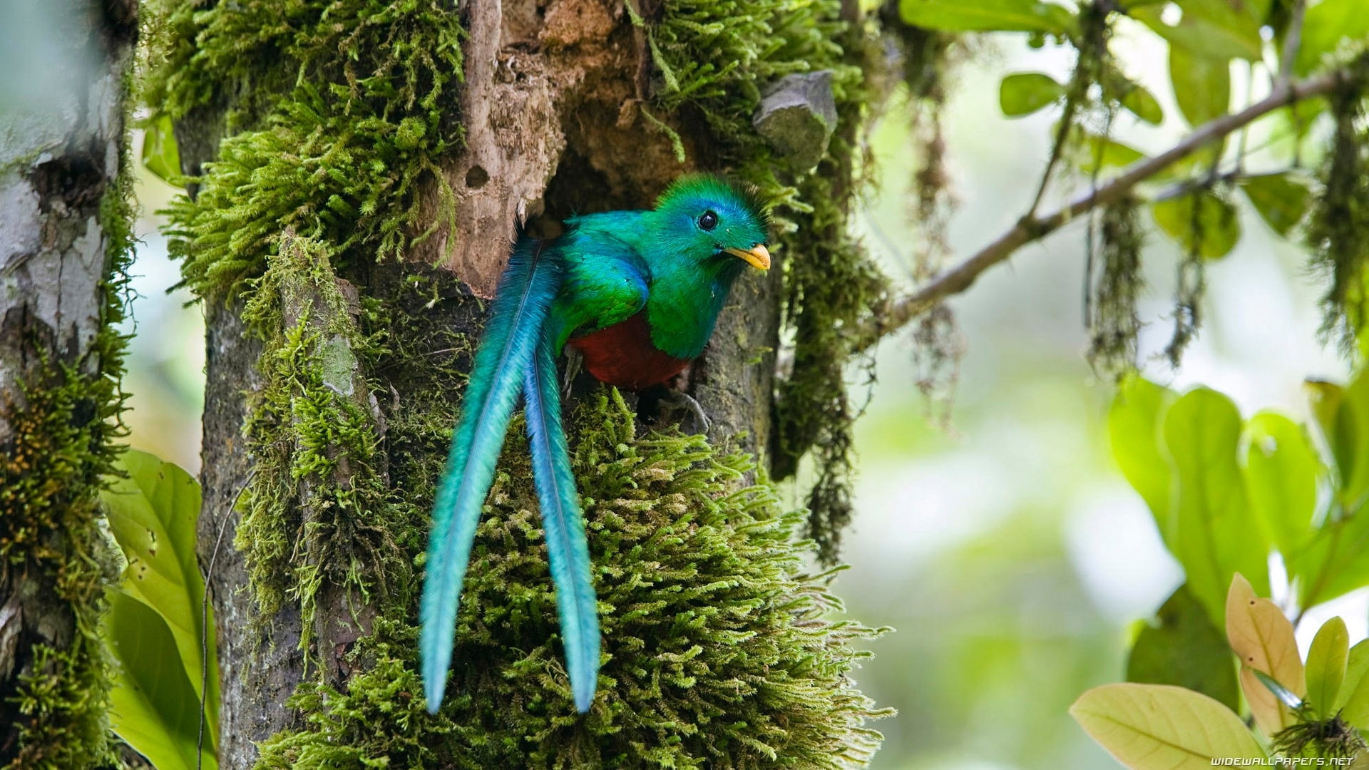 animals, x, Quetzal, hd, 1080P, art, BIRDS, HD Wallpaper