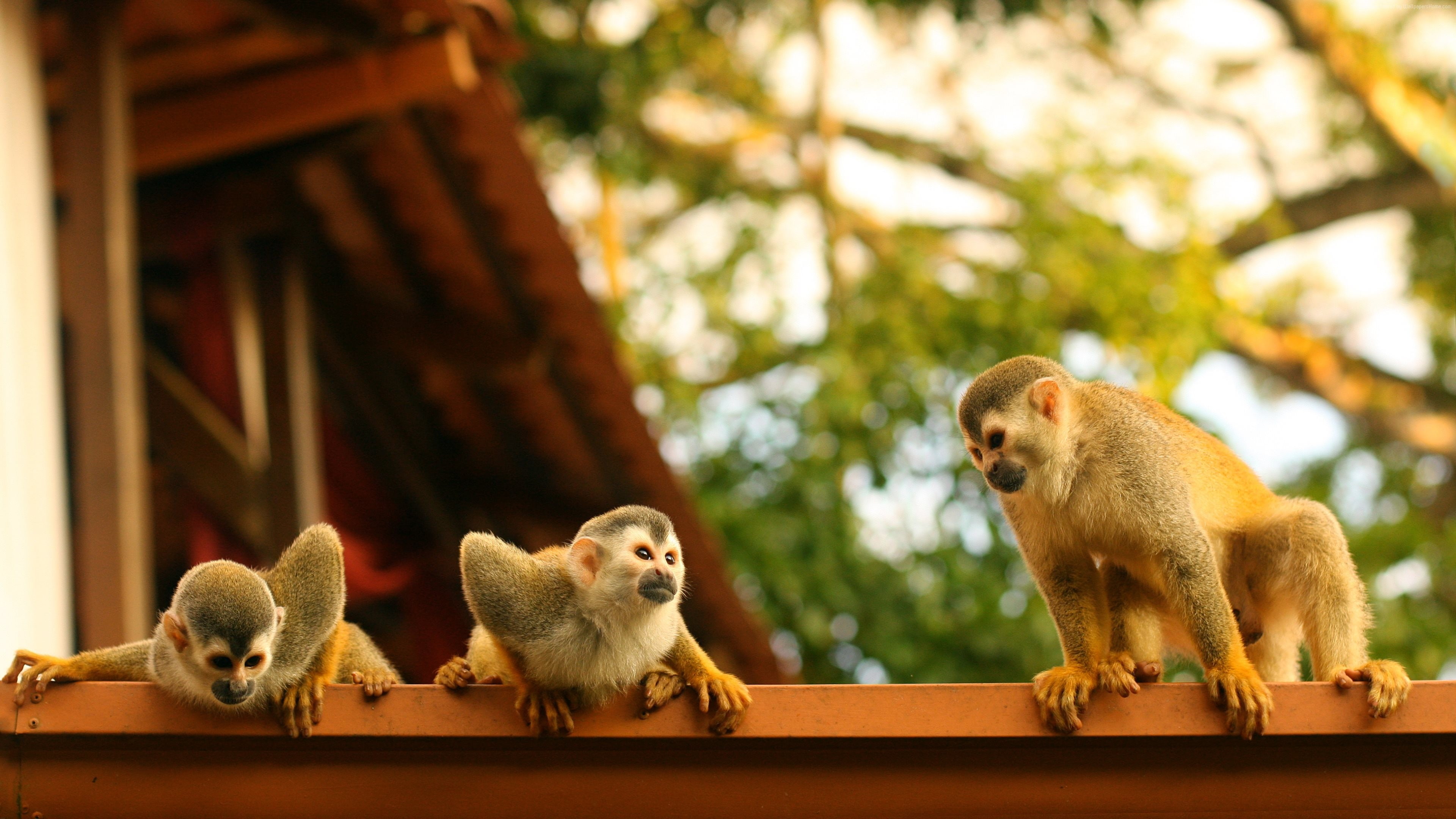 Atelidae, 4K, Monkeys, Costa Rica, HD Wallpaper