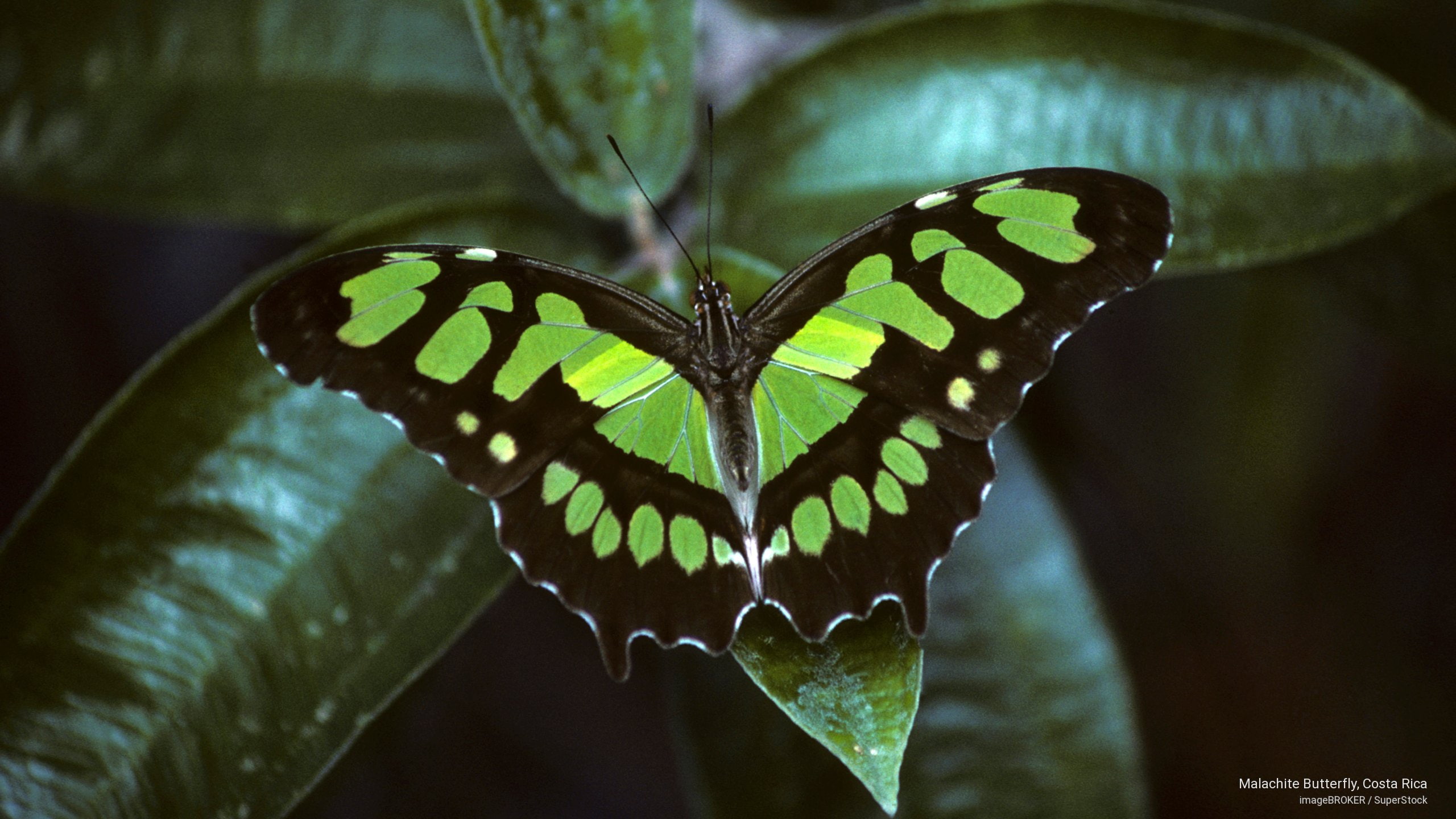 rica, malachite, 2K, butterfly, costa, Animals, HD Wallpaper
