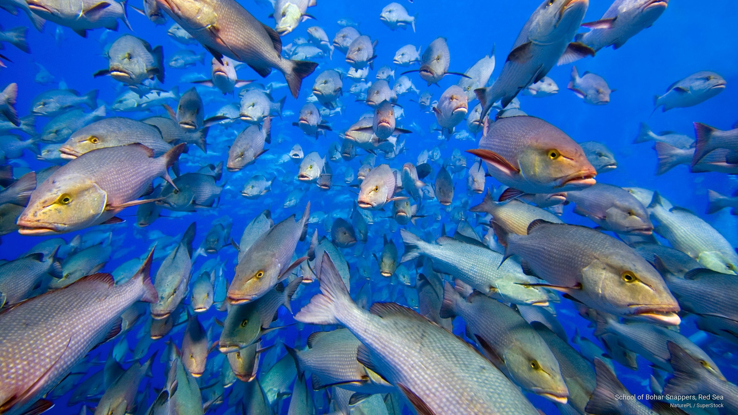 sea, 2K, snappers, bohar, Ocean Life, school, red, HD Wallpaper