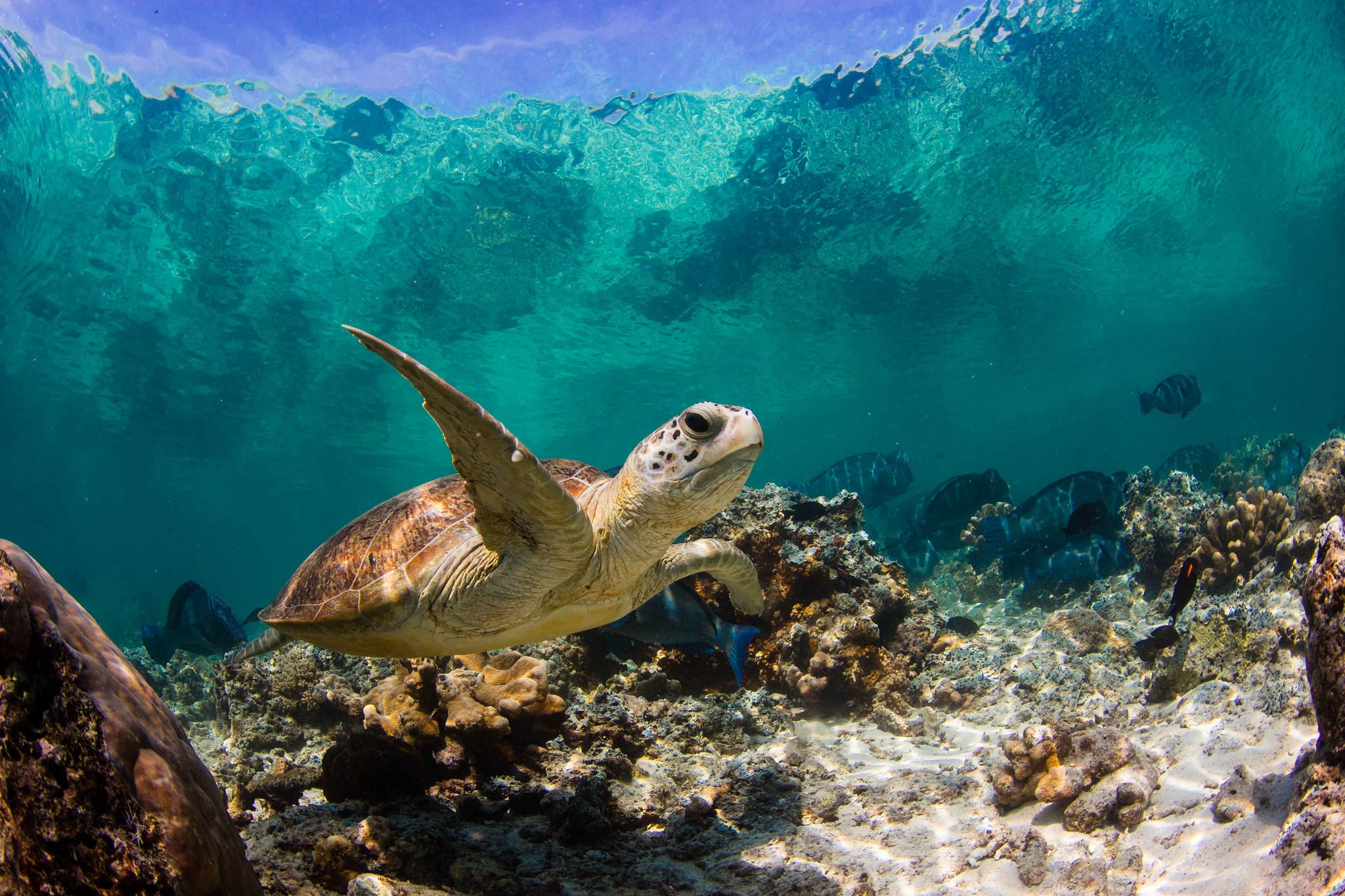 snorkeling, no people, multi Colored, macro, animal themes, reptile, water, sea Life, animal wildlife, one animal, wildlife, 1080P, swimming, island, turquoise colored, HD Wallpaper
