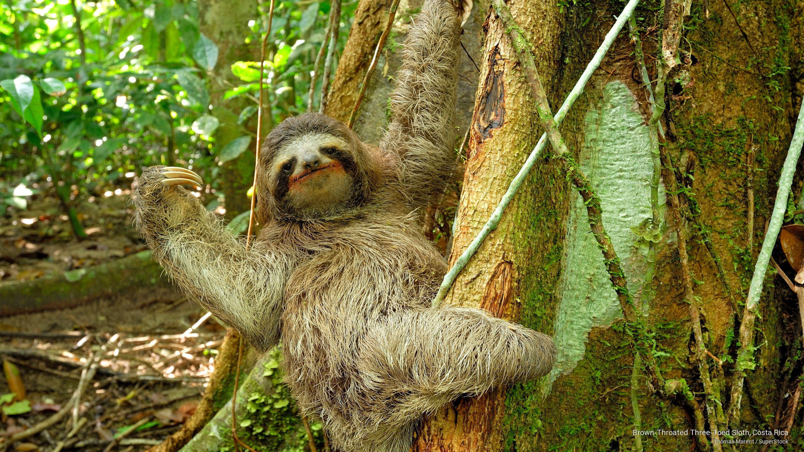 brown, costa, throated, sloth, 2K, rica, toed, Animals, three, HD Wallpaper