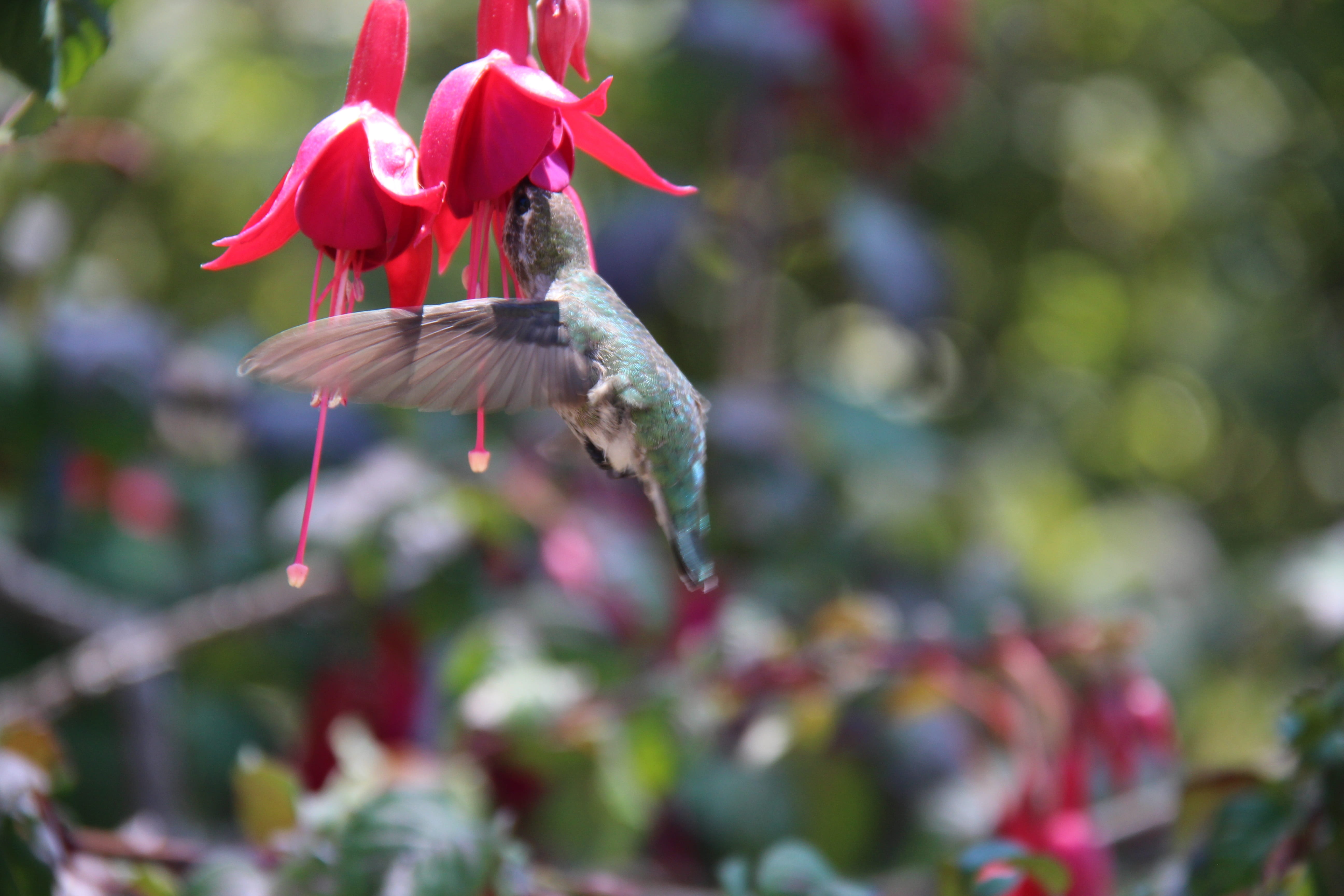 flying, photo, blossom, exotic, one animal, plant, natural, focus, animal wildlife, garden, day, flight, pink, close-up, hummingbird, flowering plant, 5K, HD Wallpaper