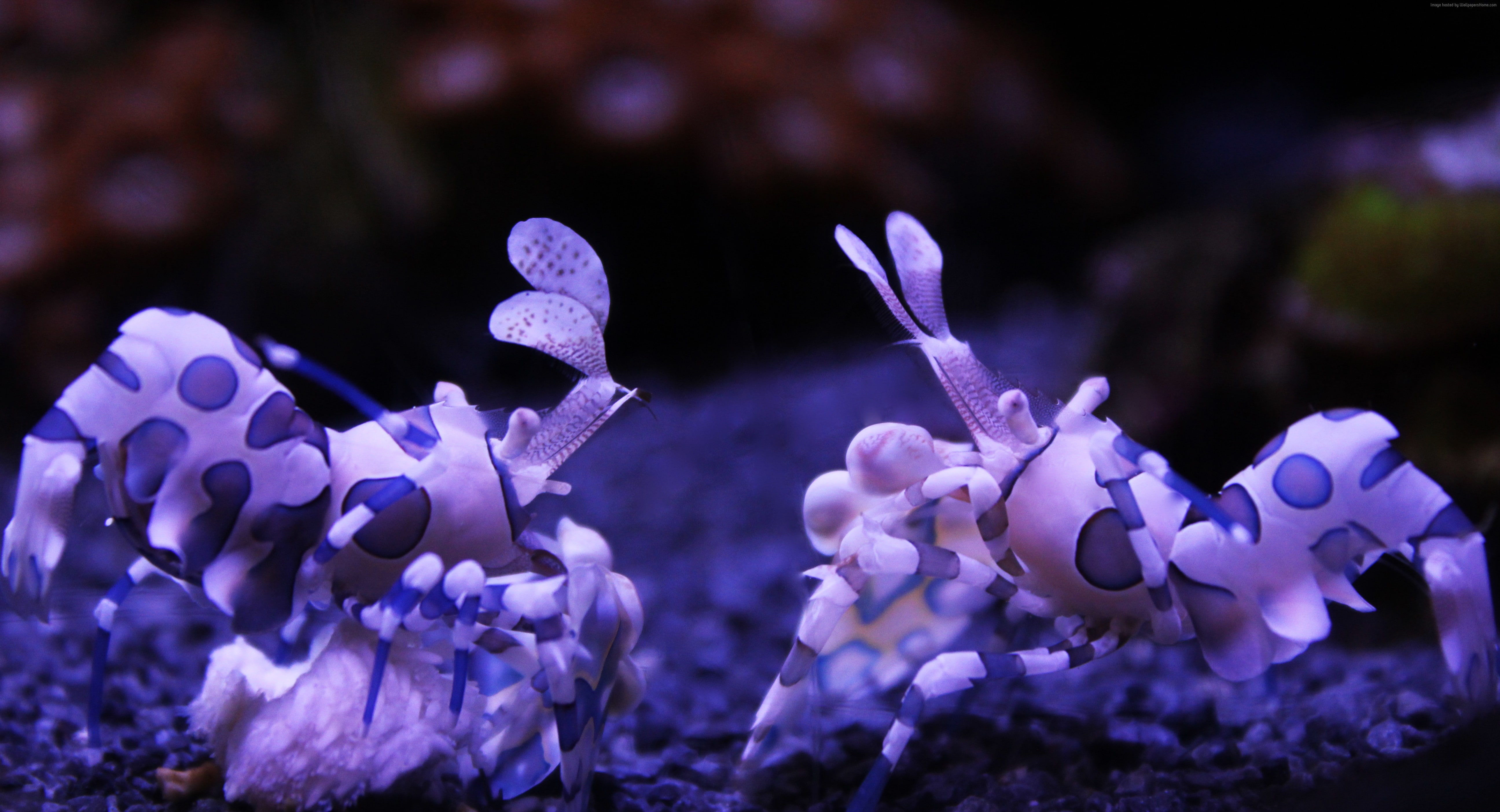 5K, flower, sea, animal, nature, marine, underwater, no people, animals in the wild, animal wildlife, tourism, undersea, purple, vulnerability, water, HD Wallpaper