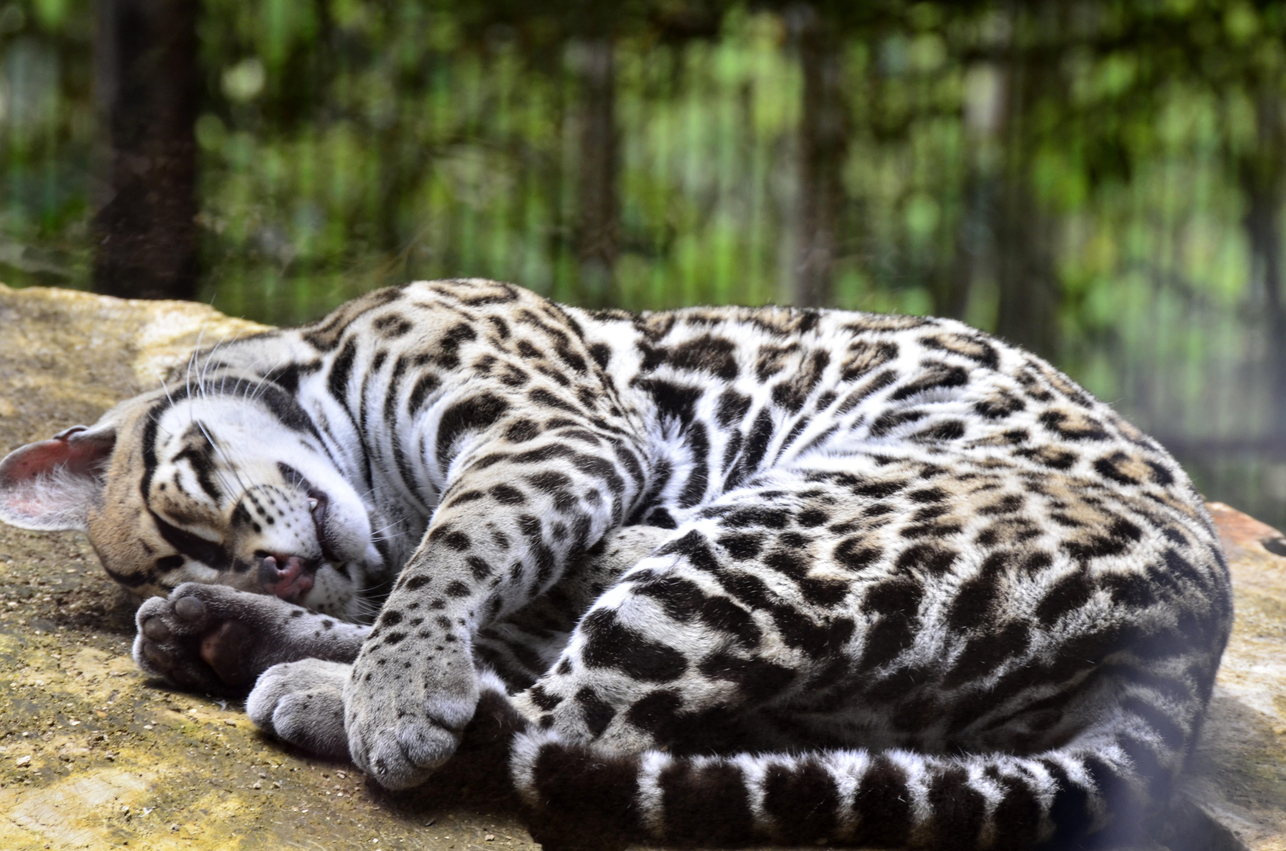 resting, animal wildlife, relaxation, white tiger, tree, focus on foreground, animals in the wild, big cat, costa rica, one animal, sleeping, zoo, feline, HD Wallpaper