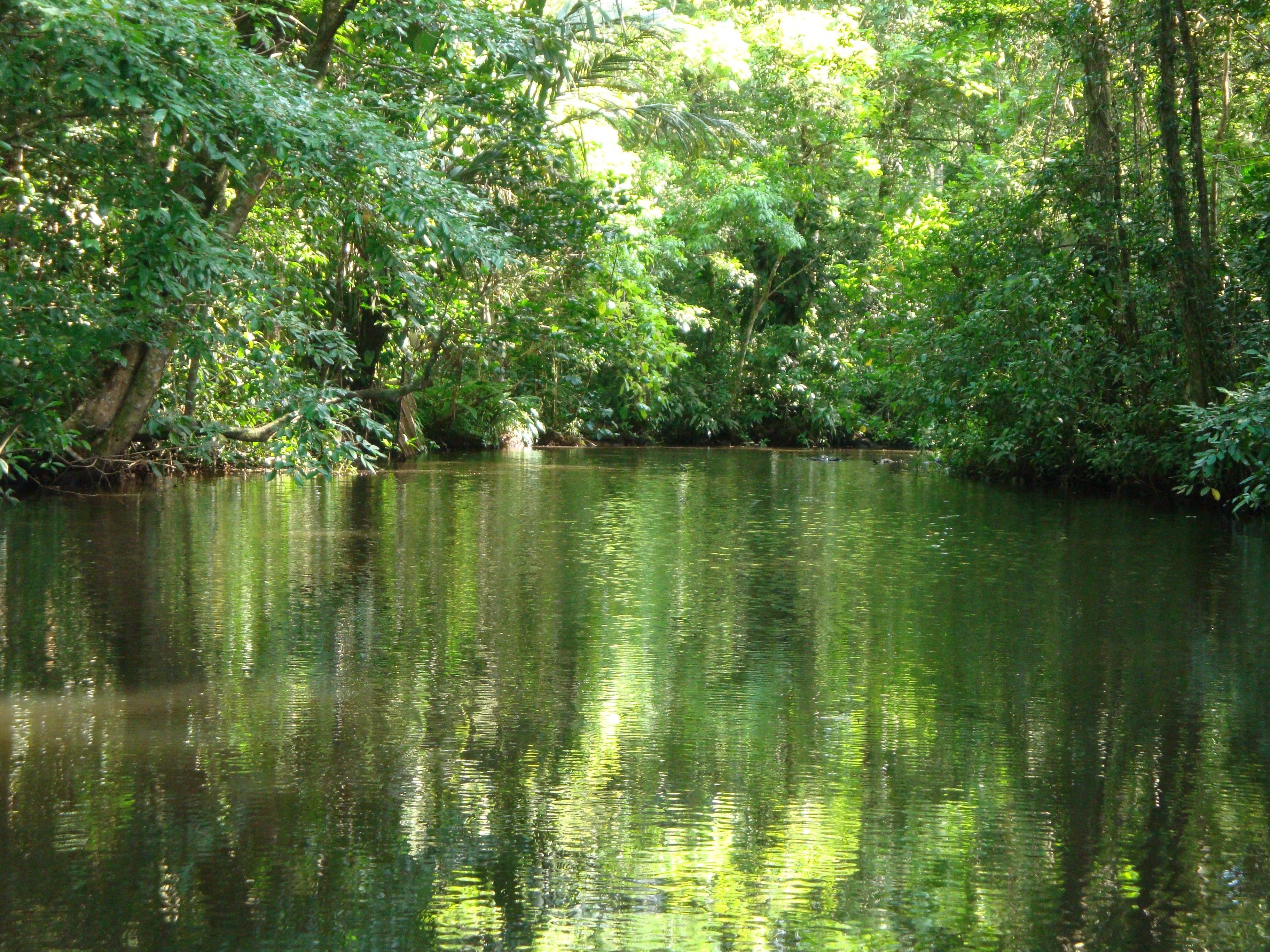 forest, environment, rainforest, river, outdoors, idyllic, water, scenics - nature, growth, nature, tranquil scene, day, plant, reflection, green color, HD Wallpaper