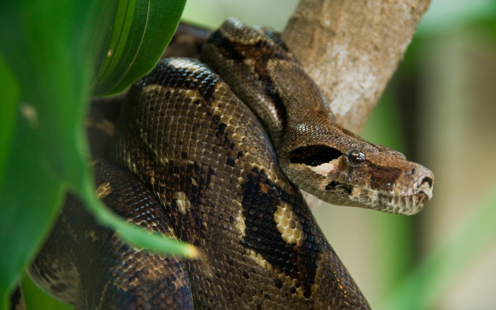 snake, 720P, anaconda, costa rica, HD Wallpaper