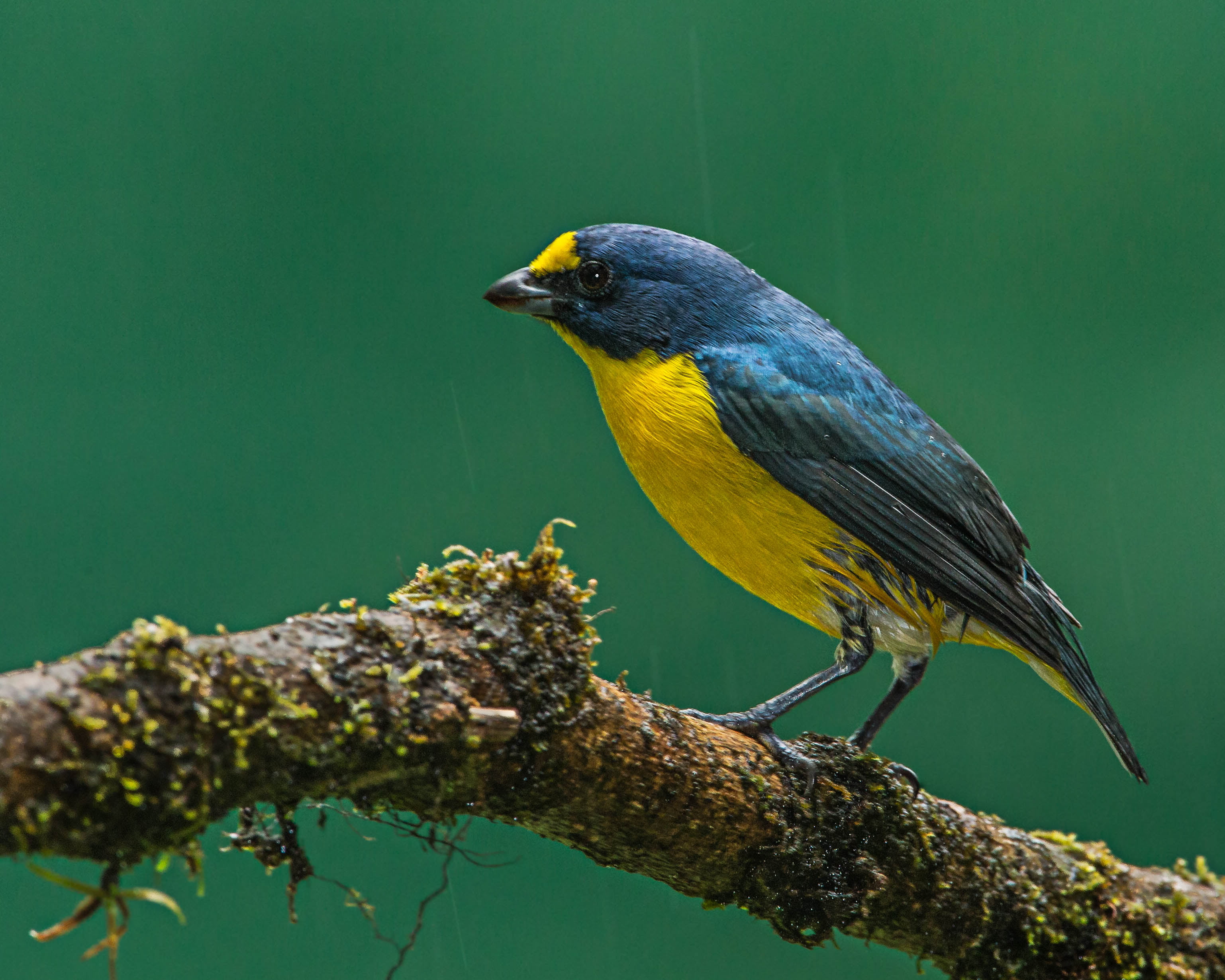 2K, Lens, bird, black, wildlife, Yellow-throated Euphonia, branch, animal, black bird, Andy, wood, Costa Rica, yellow, Nature, euphonia, HD Wallpaper