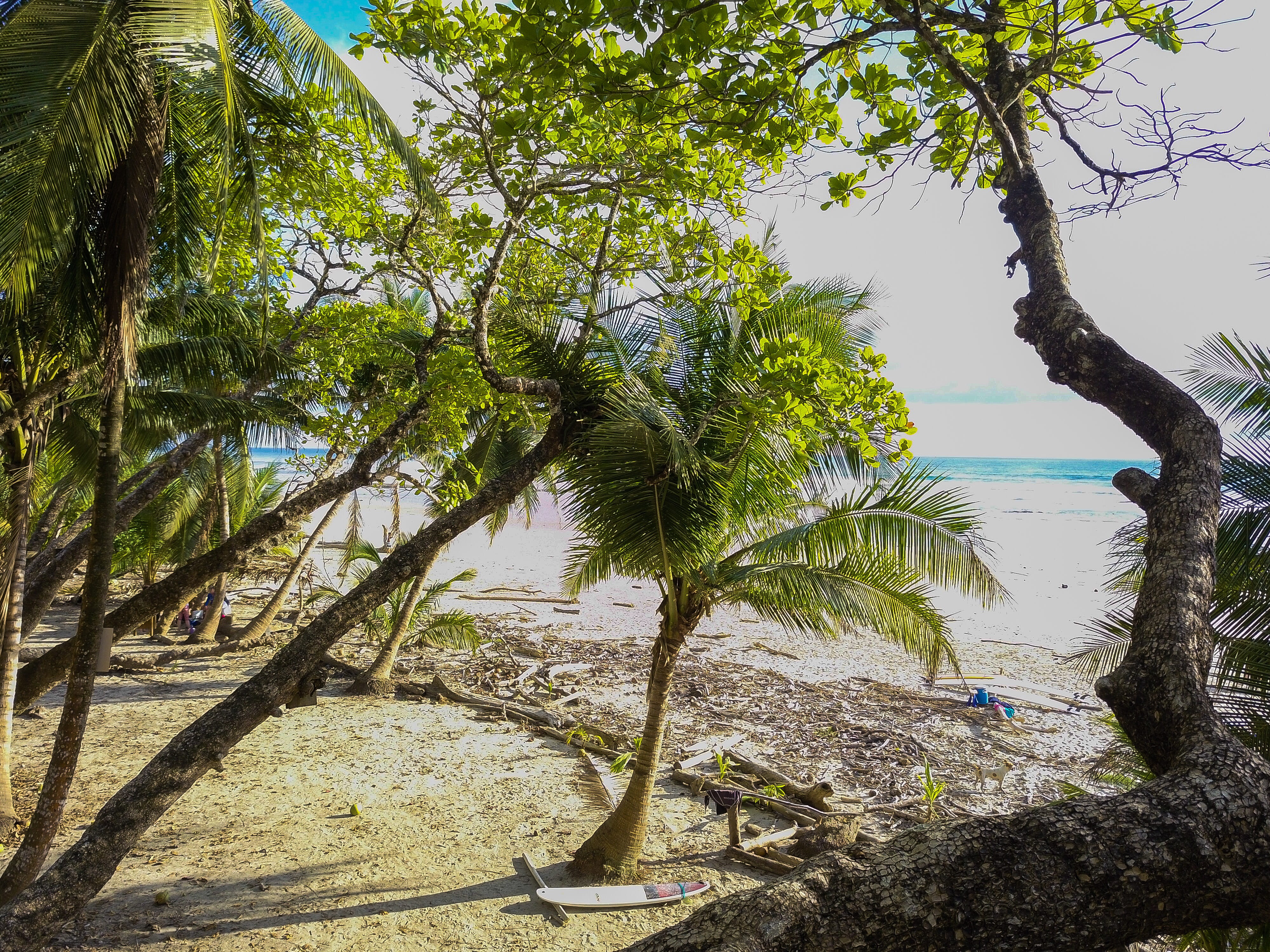 dream, water, vacation, tranquil scene, lake, tranquility, plant, tree, 4K, beauty in nature, costa rica, drone, beach, view, green, blue, tree trunk, HD Wallpaper