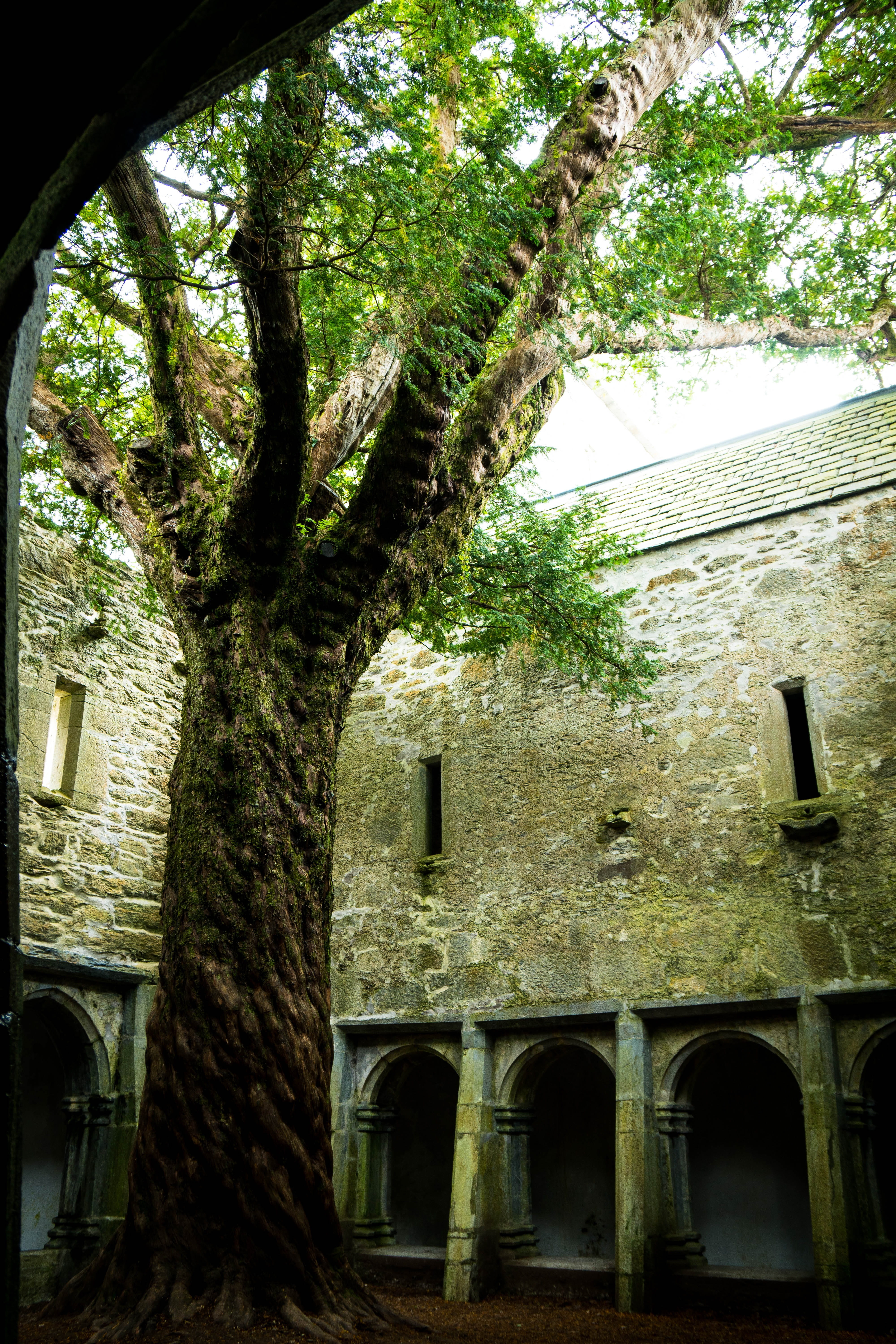 house, built structure, no people, architecture, national park, tree trunk, muckross, day, low angle view, kerry way, historically, old, killarney, the past, Phone HD Wallpaper