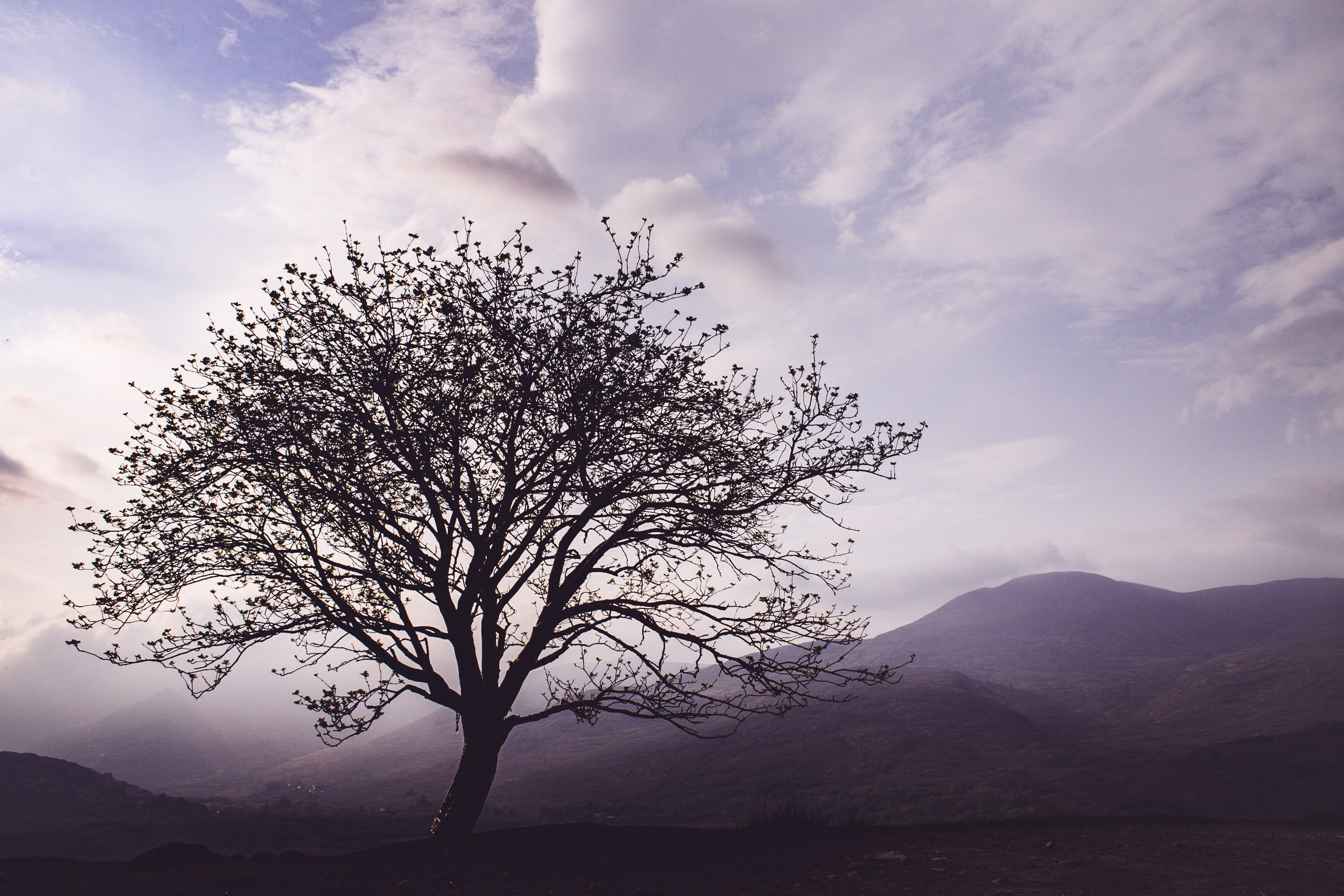 branch, cloud - sky, 2K, spring, tranquility, isolated, ireland, day, sky, canon, bare tree, clouds, scenics - nature, air, beauty in nature, mountain, HD Wallpaper