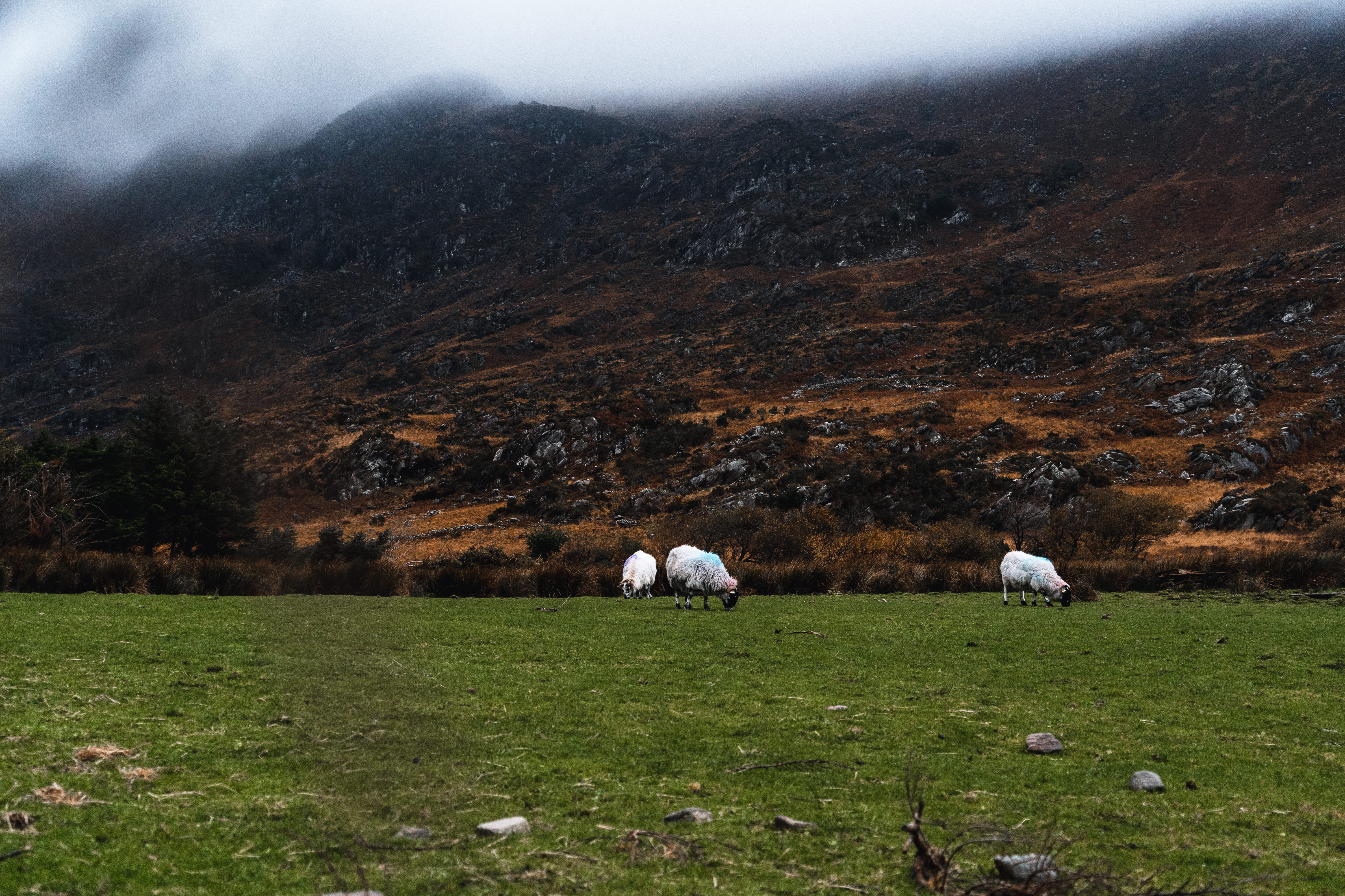 farm, sheeps, nature, meadow, pasture, three, mountain, herbivorous, day, vertebrate, no people, green color, countryside, animal themes, outdoors, sheep, HD Wallpaper