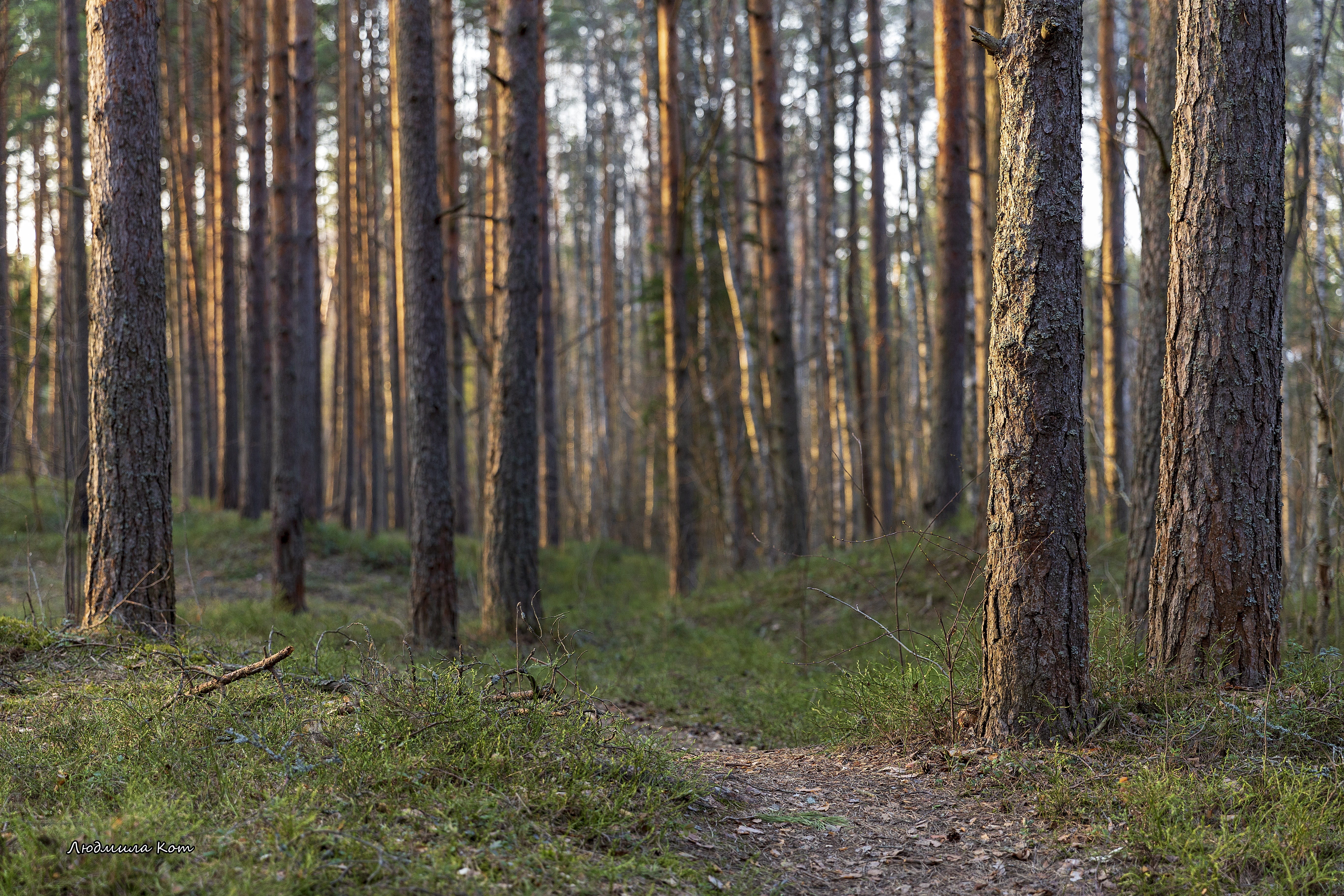 trunk, trail, pine woodland, tree, pine, scenics - nature, environment, tranquility, killarney, trees, coniferous tree, 5K, spring, green, outdoors, piscinalis, HD Wallpaper