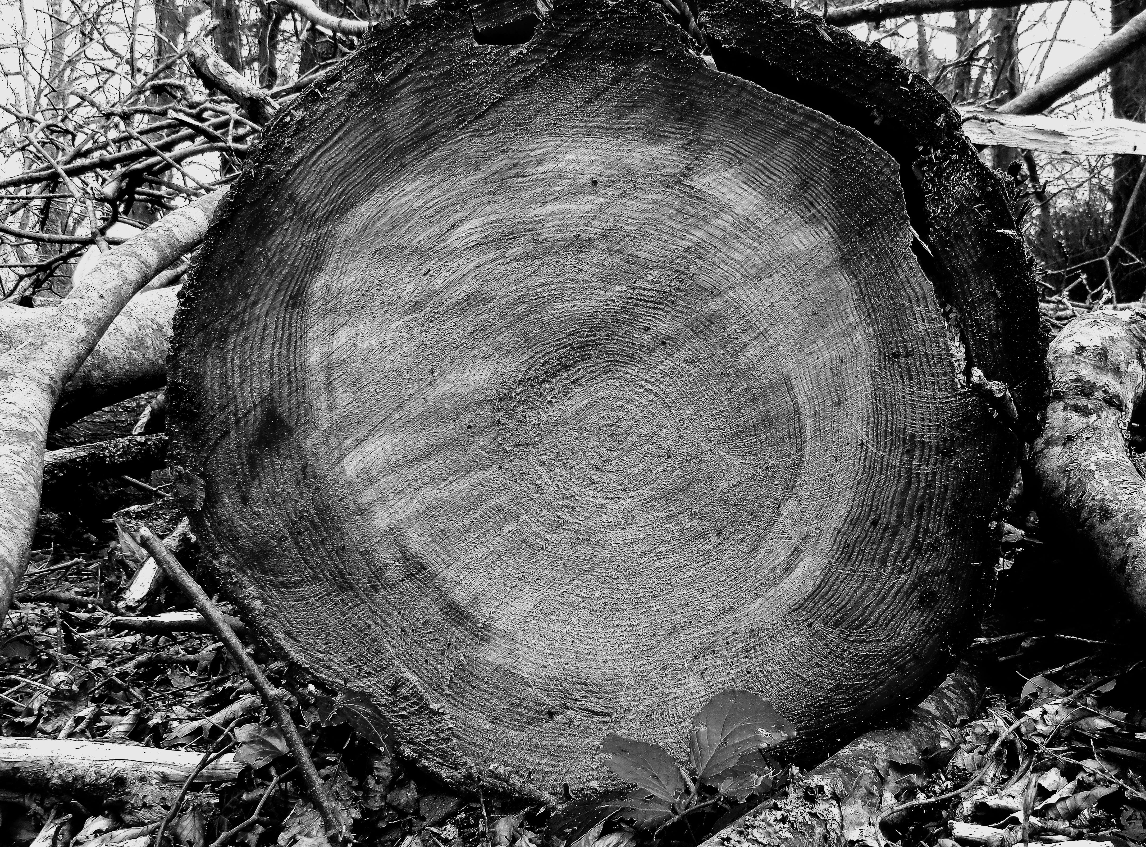 bark, ireland, outdoors, tree trunk, wood, trunk, lumber industry, textured, no people, land, 4K, timber, environmental issues, tree ring, forest, plant, HD Wallpaper