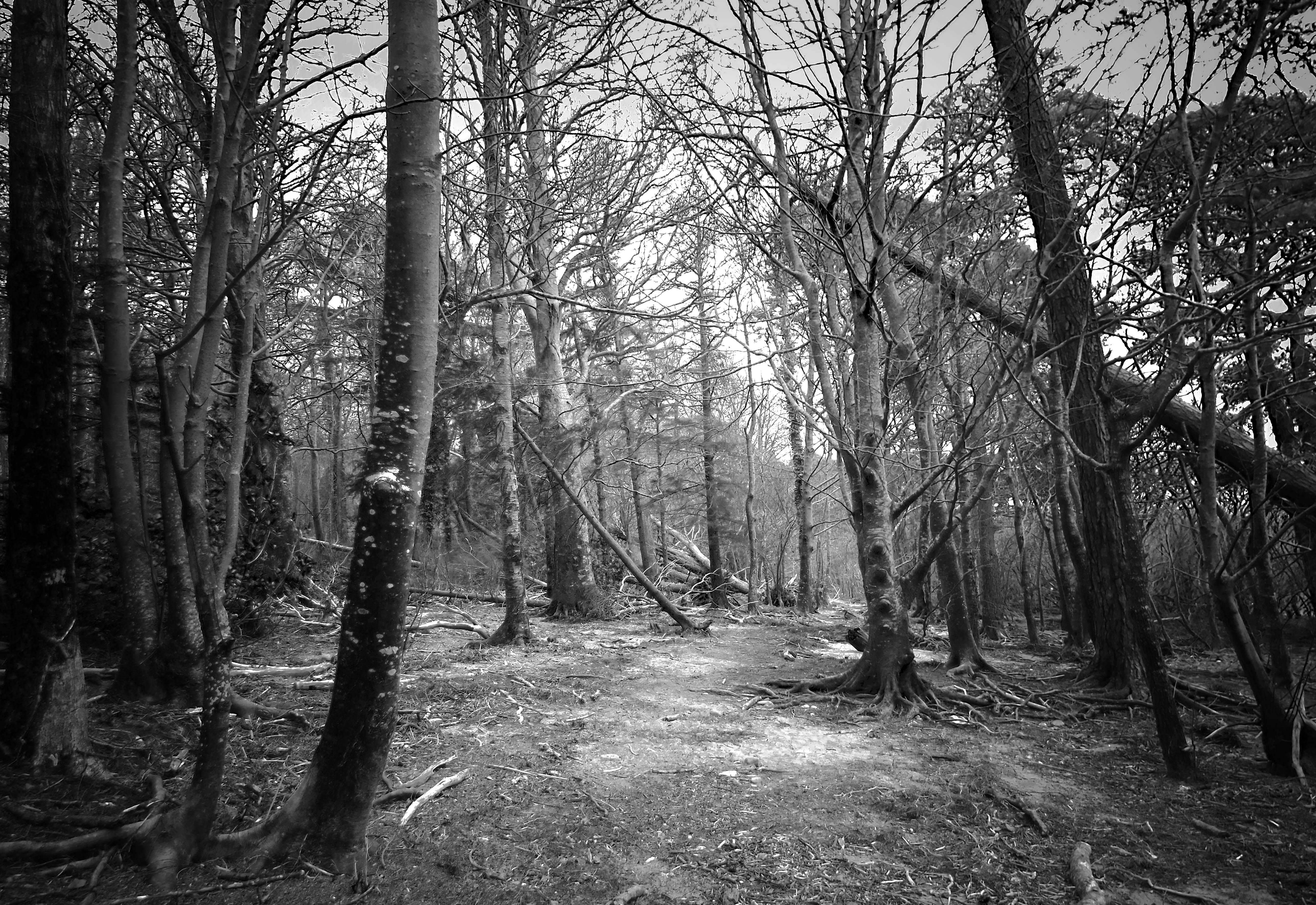 plant, scenics - nature, direction, nature, trail, forest, growth, tree trunk, outdoors, land, ireland, trunk, 5K, tranquility, the way forward, bare tree, HD Wallpaper